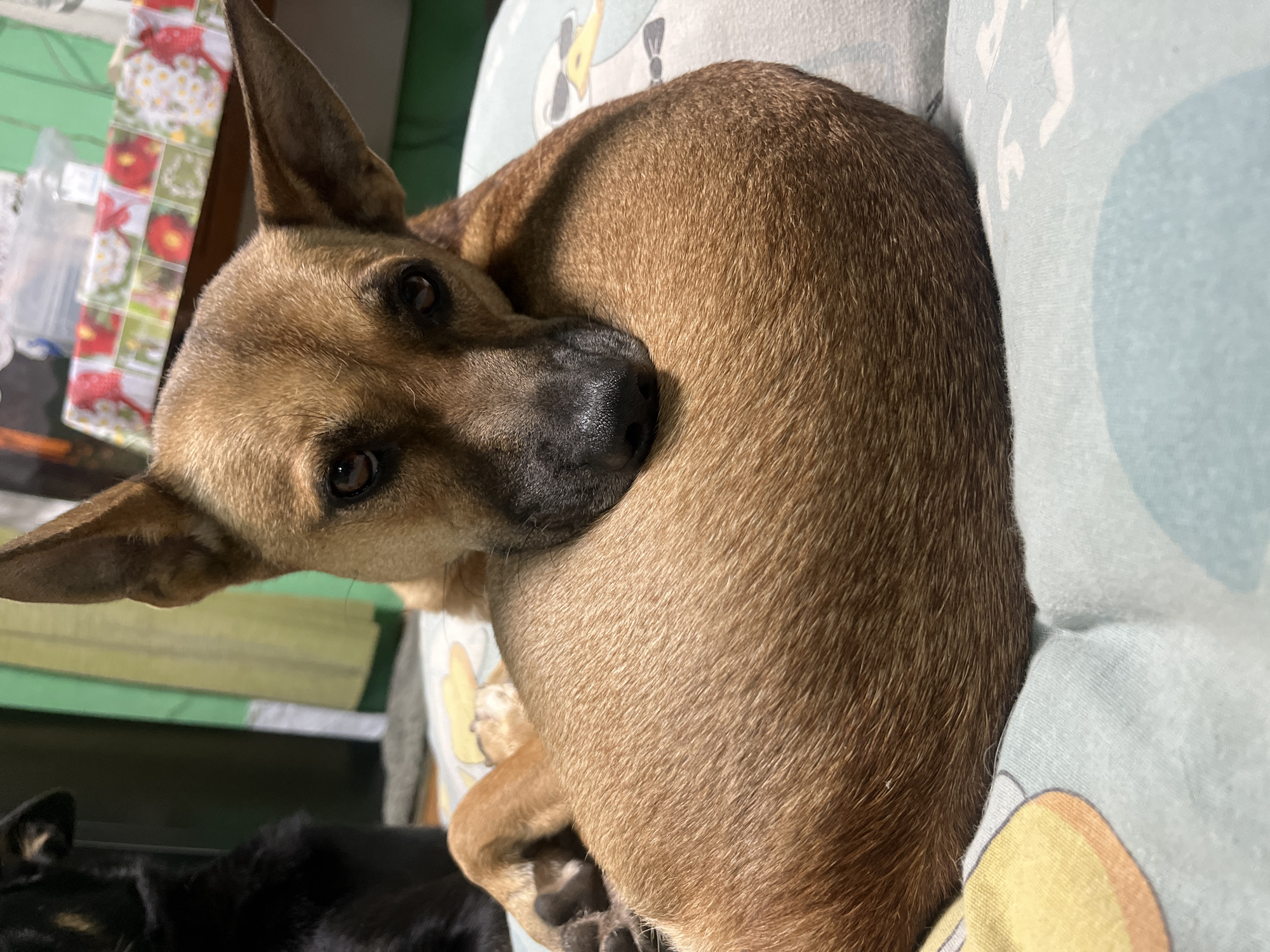A brown dog with large ears is curled up on a light blue and green patterned pillow. The dog is resting its head on its own body, with its eyes looking directly at the camera. Its fur is a reddish-brown color. In the background, out of focus, there is a glimpse of a black dog, a green curtain, and a table with a floral patterned cloth. There are no visible landmarks or elements that would indicate the location in Nizhny Tagil, Russia.