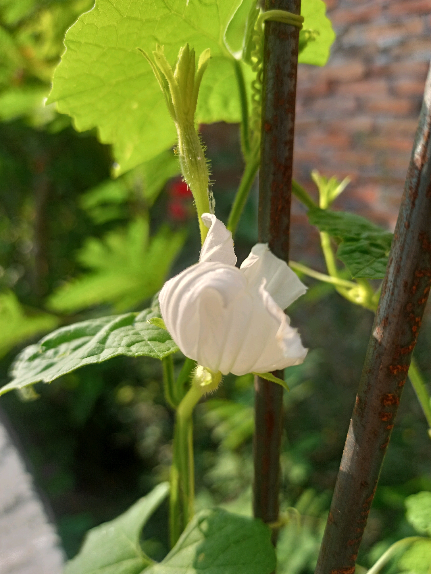 The image showcases a close-up view of a delicate white flower, possibly a bottle gourd blossom, blooming on a vine. The flower's petals are ruffled and gathered, with a slightly translucent quality. It is supported by a thin, fuzzy green stem. Surrounding the flower are large, serrated green leaves, also appearing fuzzy. The vine is supported by two rusty, textured metal poles that run vertically through the frame. In the background, out of focus, are glimpses of other green foliage and a brick wall, suggesting an outdoor setting. The lighting indicates it is daytime, with sunlight illuminating the flower and leaves. There are no people or animals visible in the image. The overall impression is one of natural beauty in a garden or agricultural environment. This scene is located in Karangtalun, Indonesia.