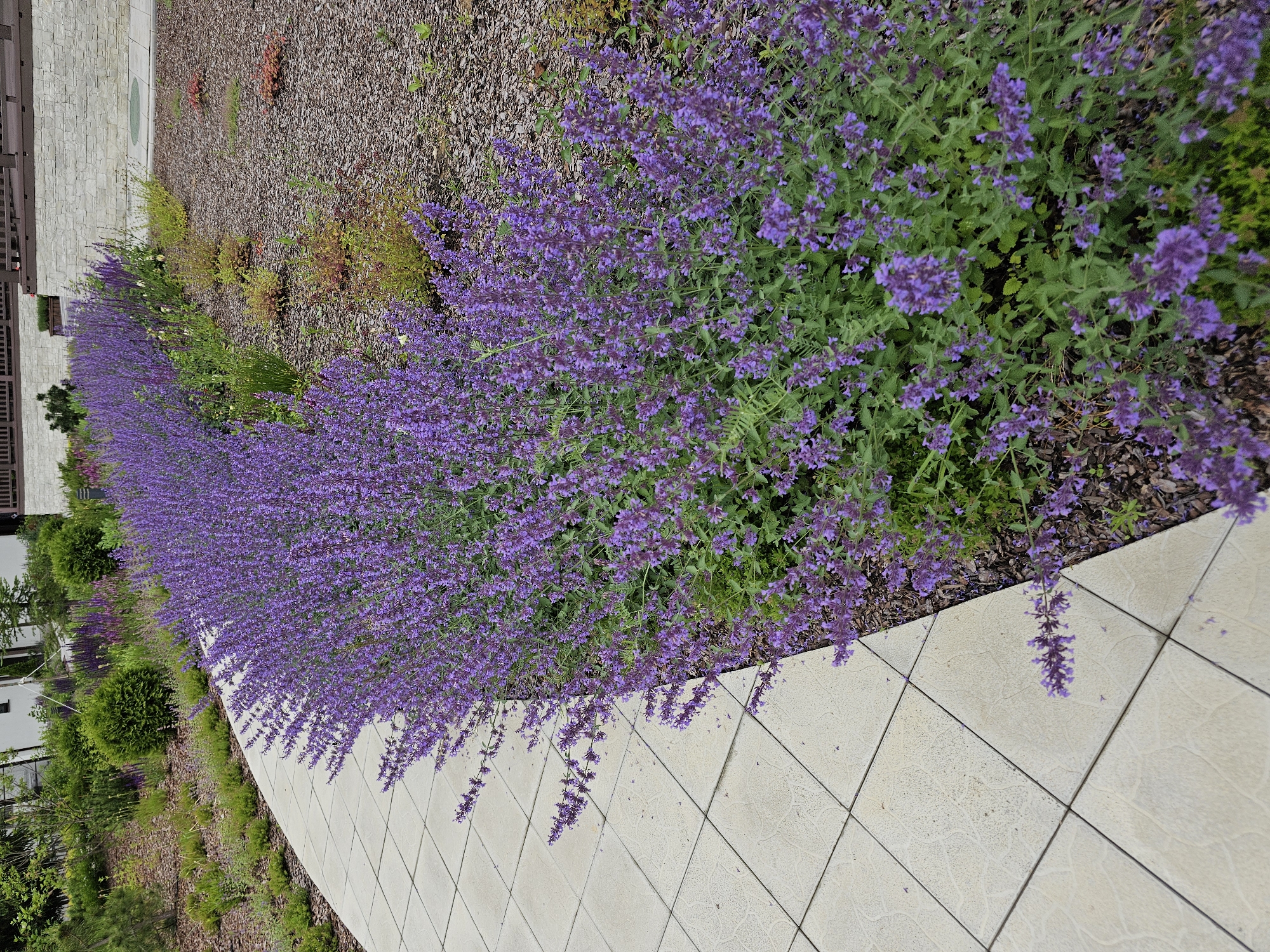 A paved walkway with light-colored square tiles curves to the right, bordering a dense planting of purple catmint flowers. The catmint forms a vibrant, sprawling border along the walkway and extends into the background, with some taller purple flowers interspersed. The ground cover next to the flowers is dark brown mulch with some sparse green vegetation. In the background, there are manicured green shrubs, a light-colored stone wall, and a building with wooden accents. The overall scene depicts a well-maintained outdoor space with a focus on landscaping and floral arrangement, likely a garden or park area within a dacha community. The lighting suggests it is daytime, and the weather appears to be fair.