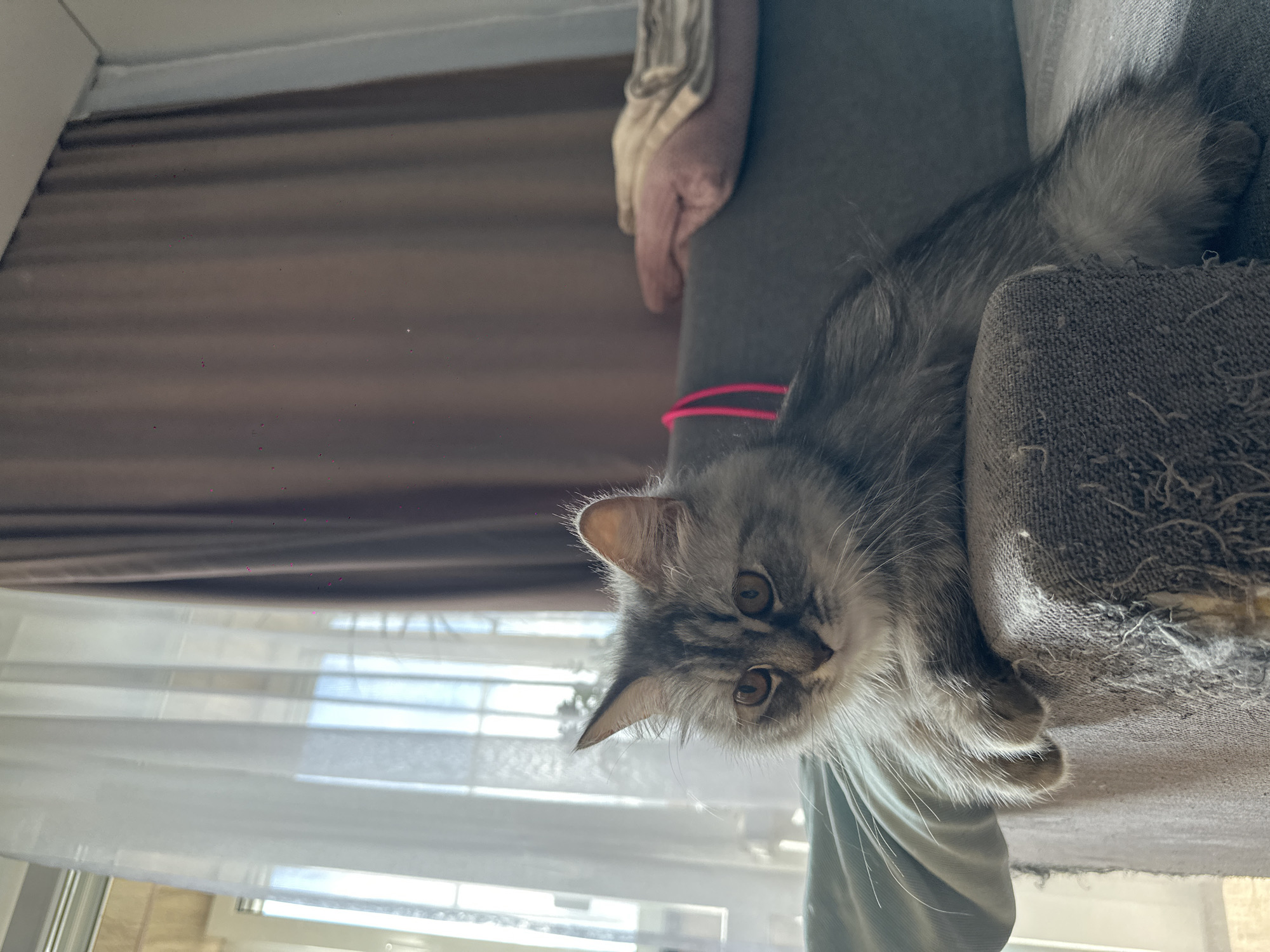 A medium shot depicts a gray tabby cat lying on a gray fabric surface. A blurred hand is visible near the cat. In the background, a brown curtain and a window with white blinds are seen. The location is unknown, and there is no indication of the city of Chaikovsky, Russia.