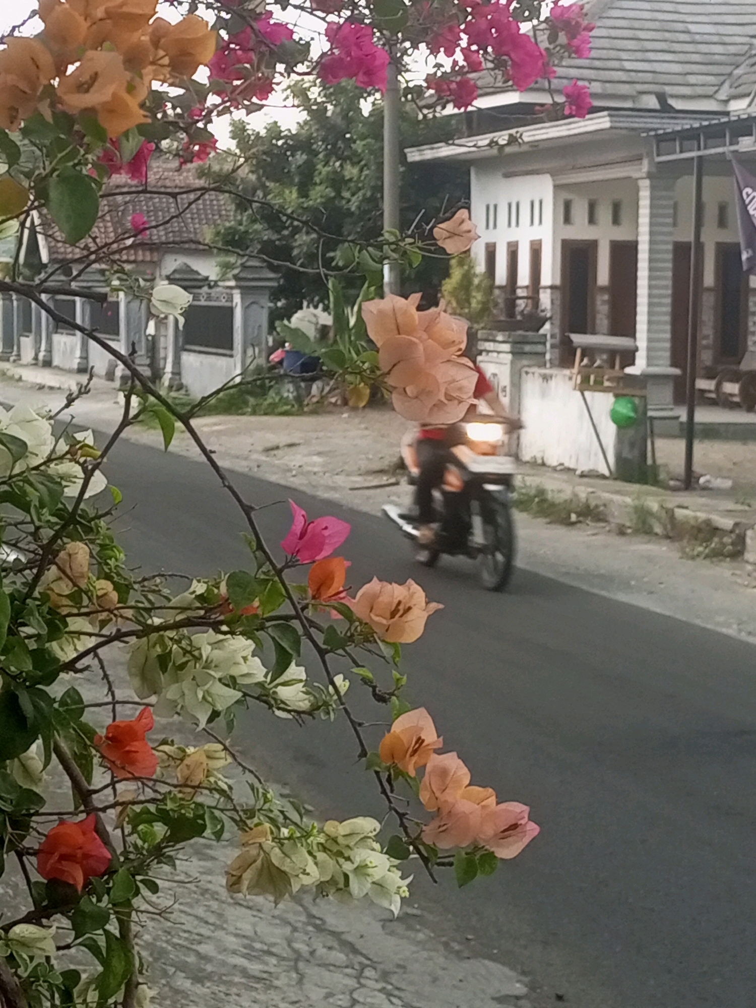 In Ngasem, Indonesia, a motorcycle rider is captured in motion on a paved road, with a blur of motion indicating their speed. The rider, partially obscured, is wearing a red shirt and dark pants. The motorcycle's headlight is illuminated. In the foreground, bougainvillea flowers in various shades of pink, orange, and white cascade down from branches, creating a natural frame for the scene. Behind the road, residential buildings with white walls and dark roofs are visible, set against a backdrop of lush green trees. The sky is overcast, contributing to the soft, diffused light of the scene.