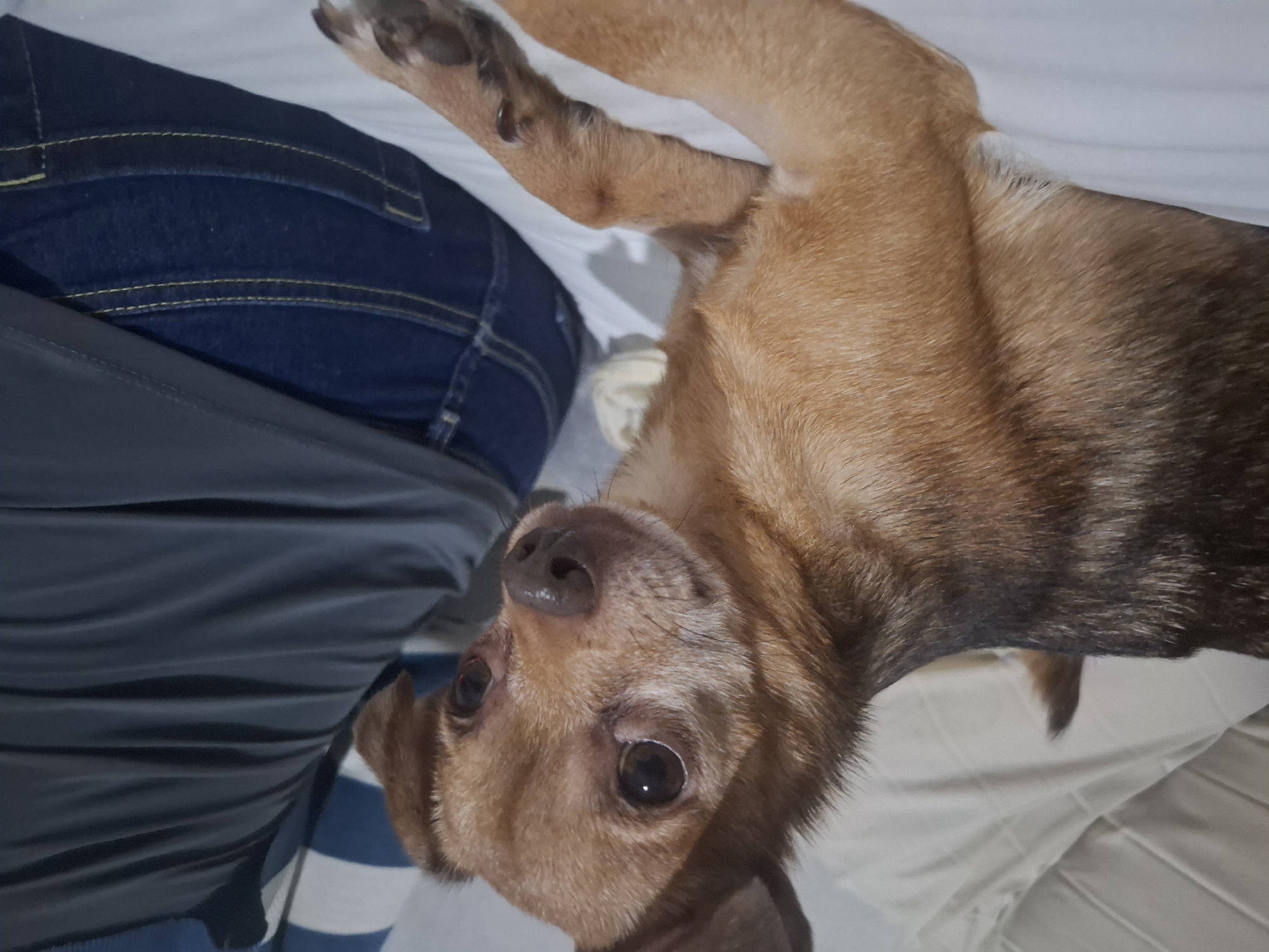 A medium shot shows a tan and brown chihuahua mix dog lying on a white surface, possibly a bed or sofa, in what appears to be a domestic indoor setting in Wilde, Argentina. The dog is positioned in the foreground and facing to the right, with its head tilted slightly upwards. Its eyes are wide and dark, and its ears are perked. The dog's fur is short and appears to be a mix of tan and darker brown markings. To the right of the dog, a person is partially visible, wearing dark blue jeans and a dark grey t-shirt. The person is seated, and their legs and lower torso are in the frame. The background consists of a white surface with some texture, likely a pillow or blanket, and a striped blue and white fabric, possibly part of the person's clothing or the furniture. The lighting appears to be ambient indoor light, casting soft shadows.