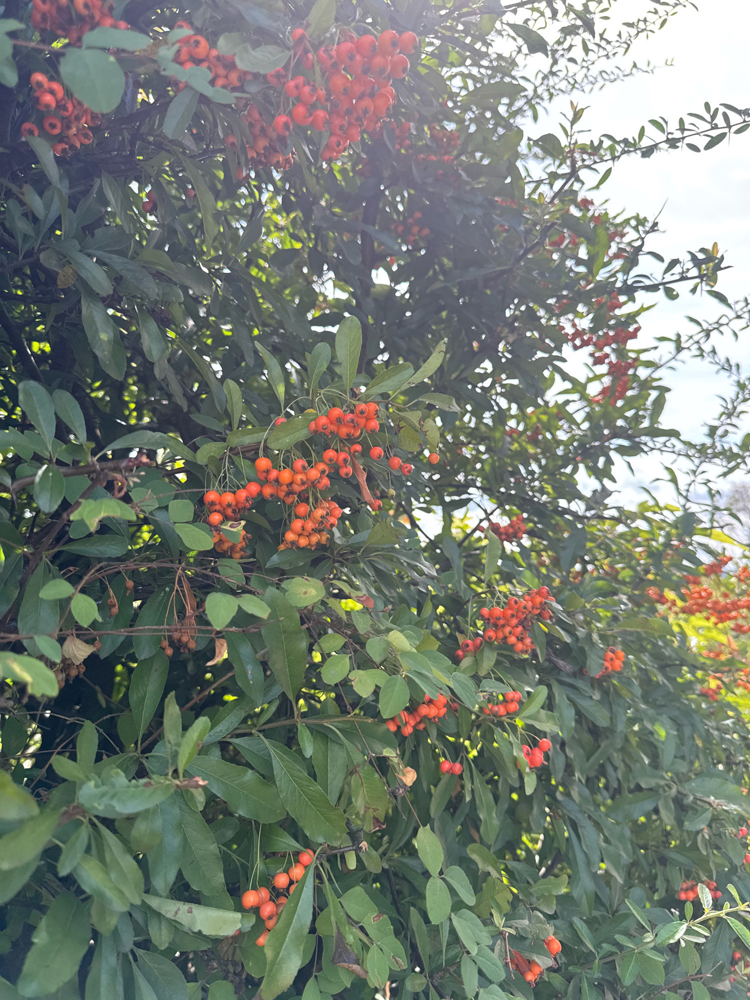 An outdoor, close-up, vertical shot shows a bush with abundant bright orange berries and dark green leaves. The bush appears to be in a garden or park setting, with a bright sky visible through the branches in the upper portion of the frame. The lighting suggests it is daytime. The exact location in Überherrn, Germany, cannot be determined from the image alone. There are no people or animals visible in the scene.