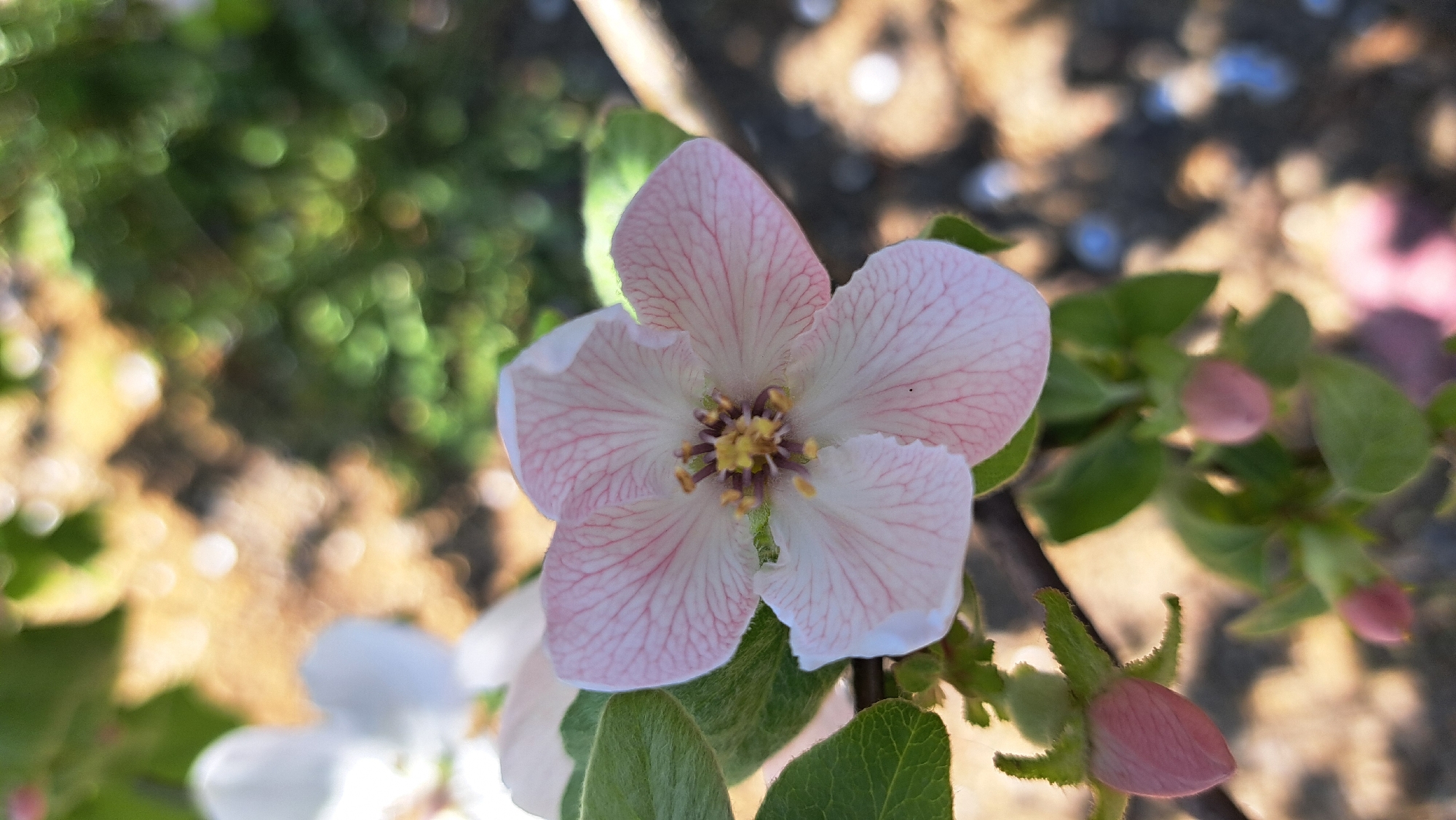 A close-up shot of a light pink apple blossom with five petals, intricate pink veining, and a yellow and brown center. The flower is surrounded by green leaves and a few unopened pink buds. The background is a blurred mix of green foliage and a light brown, dappled surface. The location is not specified and there is no indication of people, subjects, objects, actions, or interactions.
