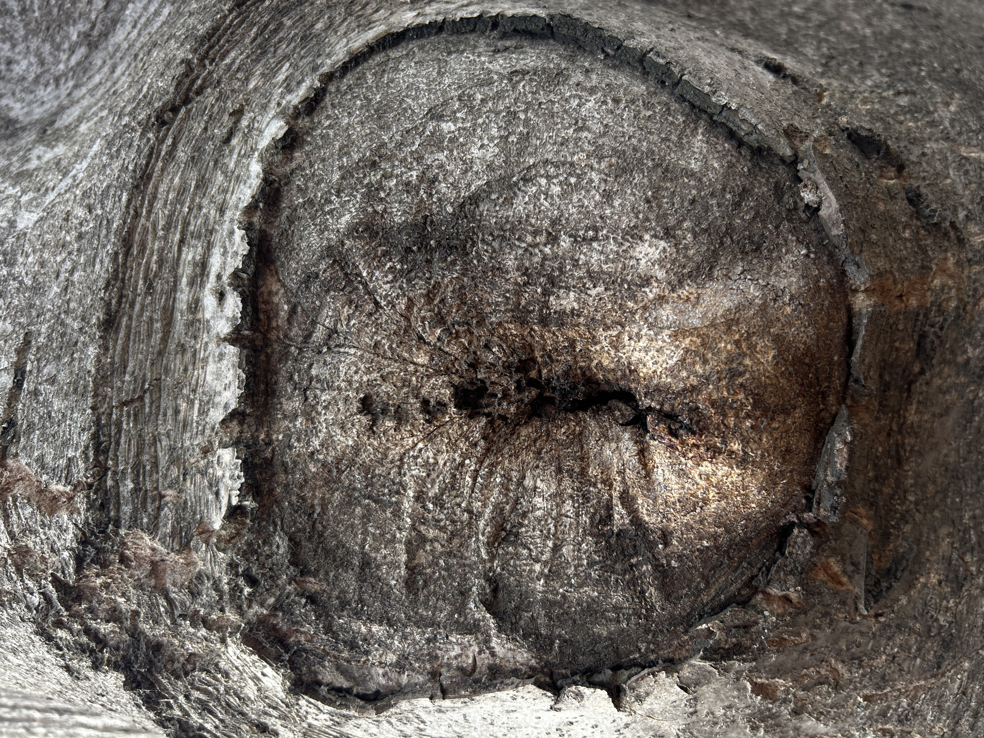 The image shows a close-up of a tree knot in weathered wood. The knot itself is roughly circular and filled with textured, gray-brown wood. The surrounding wood shows cracks, ridges, and areas of erosion. The environment appears to be outside, with natural light illuminating the scene. There is no evidence of the location being in the city of Plovdiv, Bulgaria, or any other indicators of the image location. There are no people or objects in the image.