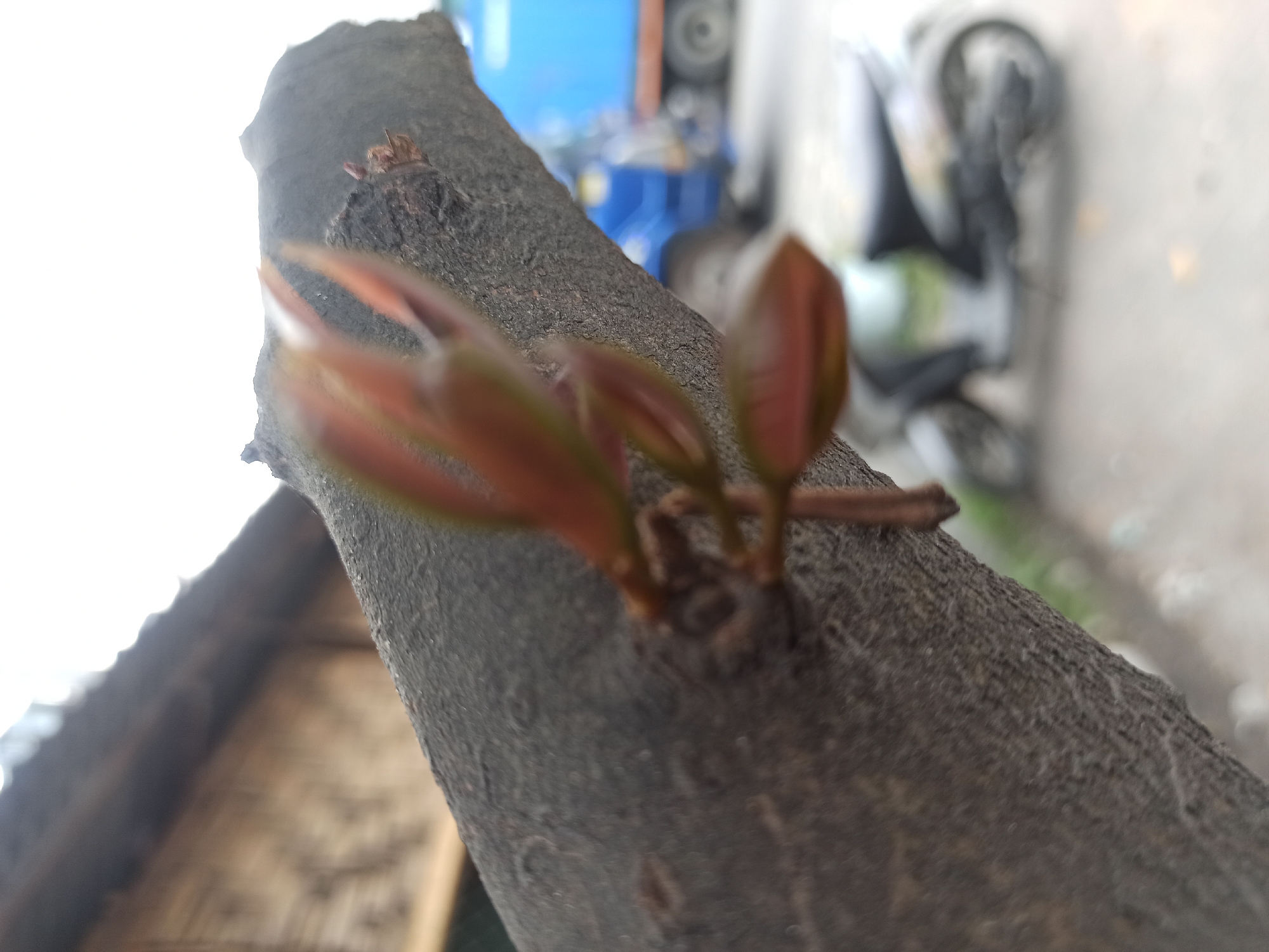 A close-up, low-angle shot focuses on a tree branch with new reddish-brown growth, possibly buds or young leaves, emerging from the bark. The branch is positioned diagonally across the frame. In the background, a blurred blue garbage truck is visible, along with a blurry motorcycle. The scene appears to be outdoors, possibly in an urban or suburban environment, given the presence of vehicles. The lighting is overcast, suggesting a cloudy day. The location is identified as the City of Medan, Indonesia.