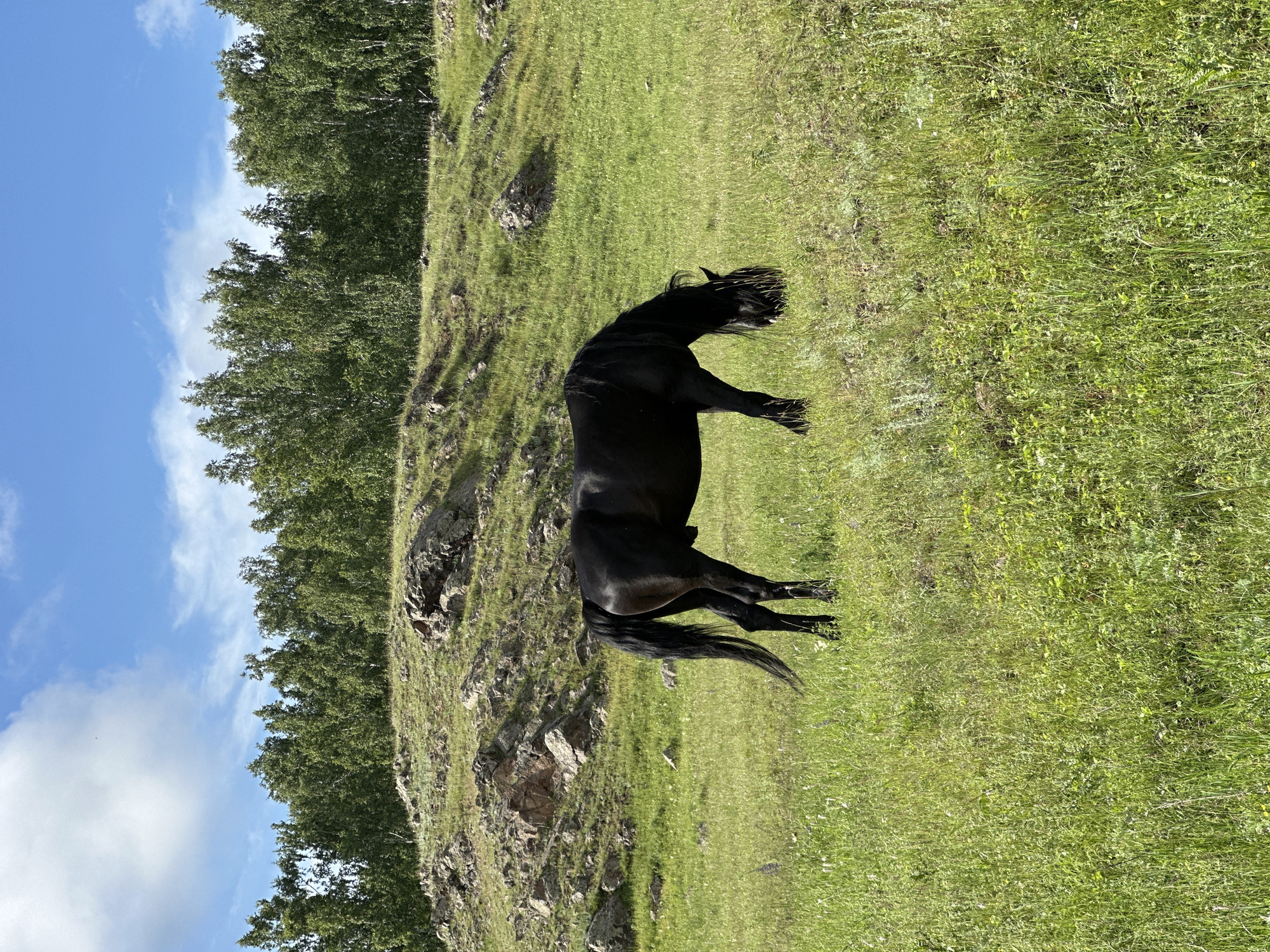 A black horse grazes in a lush green meadow, its head lowered to the ground. The horse is positioned in the center-left of the frame, with its tail flowing to the left. Behind the horse, a rocky, grassy hill rises, topped by a dense line of green trees. The sky above is a vibrant blue, dotted with fluffy white clouds. The scene depicts a tranquil, natural landscape under a clear, sunny sky.