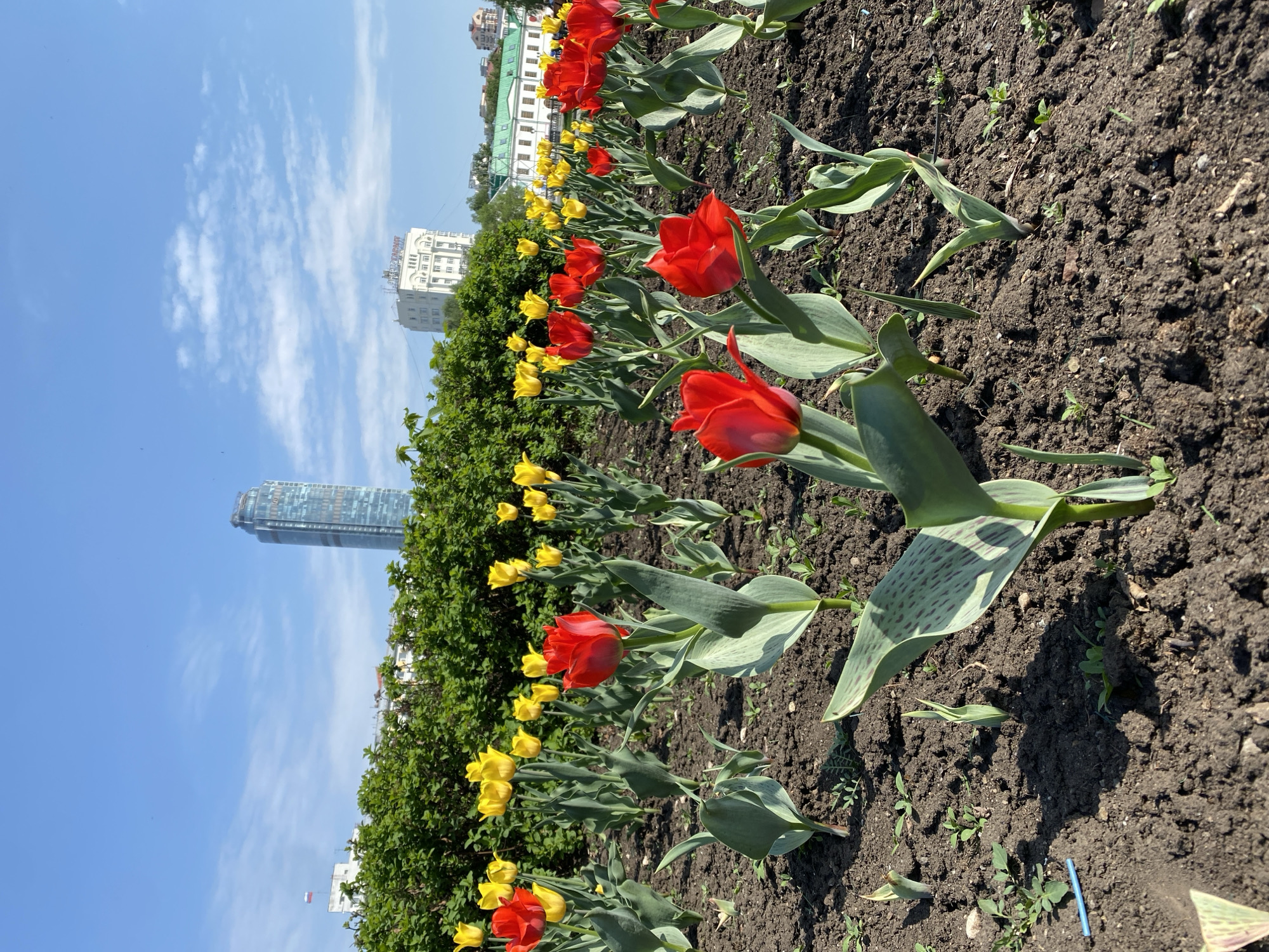 A ground-level, eye-level shot captures a flower bed along a street in Yekaterinburg, Russia. The flower bed contains rows of red and yellow tulips. Behind the tulips is a dense row of green shrubs and several buildings including a white multi-story building with red lettering on top and a modern skyscraper. The blue sky is visible above. The scene is likely taken during the day due to the bright lighting. A blue plastic stick is visible in the dark soil.