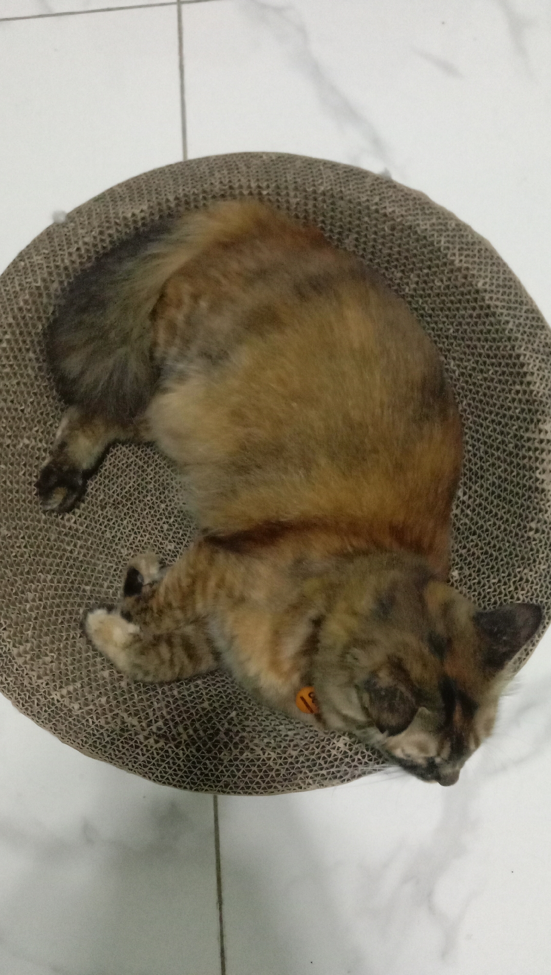 A tortoiseshell cat is sleeping on a circular scratching post. The scratching post is made of corrugated cardboard and is placed on a tiled floor. The cat is curled up, with its head resting on its paws. It is wearing an orange collar with a tag. The floor tiles are white with a marble pattern. The scene appears to be indoors, possibly in a home. The image does not provide any information to indicate the location is in Karangmangu, Indonesia.