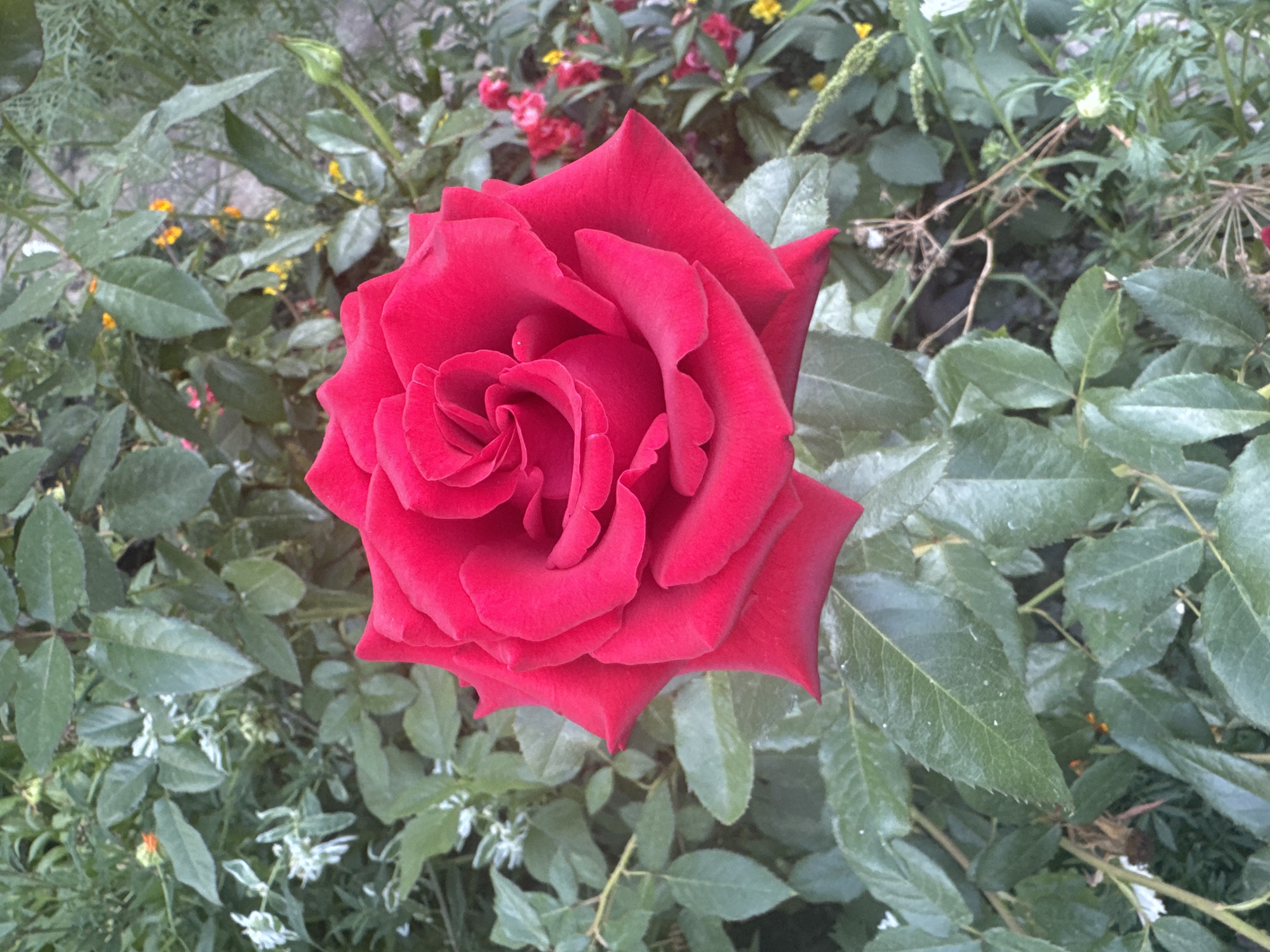 A close-up, top-down view shows a vibrant red rose in full bloom. The rose is the central subject, with its velvety petals unfurling in a spiral pattern. Surrounding the rose is a lush backdrop of green foliage and other plants. Small white and yellow flowers are visible in the background, interspersed with darker green leaves and some dried plant matter. The overall impression is a natural, garden setting. This image was taken in Vasilievka, Russia.