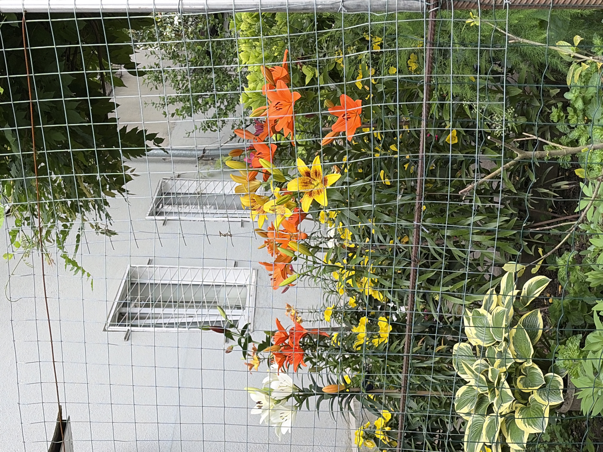 The image shows a close-up view of a garden with lilies and hostas, partially obscured by a wire mesh fence. The lilies are in various shades of orange, yellow, and white, with some buds visible. The hostas are in the foreground, with variegated green and yellow leaves. In the background, a light-colored building with windows is visible, along with green foliage and trees. The overall scene suggests a residential garden. The presence of a wire mesh fence indicates a boundary or security measure. No people are present in the image. The lighting suggests it is daytime, possibly overcast. No specific details suggest the location within the city of Sochi, Russia.
