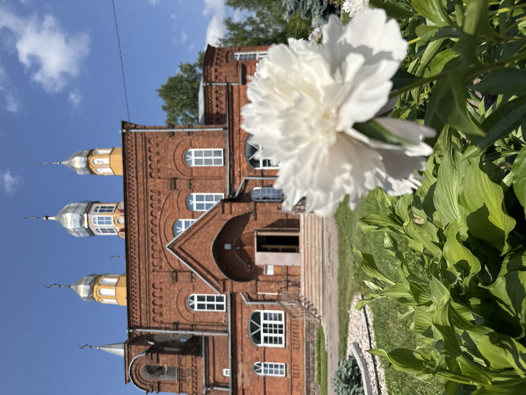 A bright, sunny day illuminates a red brick Orthodox church with a bell tower and three silver onion domes topped with crosses. The church has arched windows and a set of stairs leading to an open entrance. In the foreground, a large white peony flower is in focus, with lush green hosta plants below it. The background features trees and a clear blue sky with scattered clouds. This scene is captured in the city of Chudovo, Russia.
