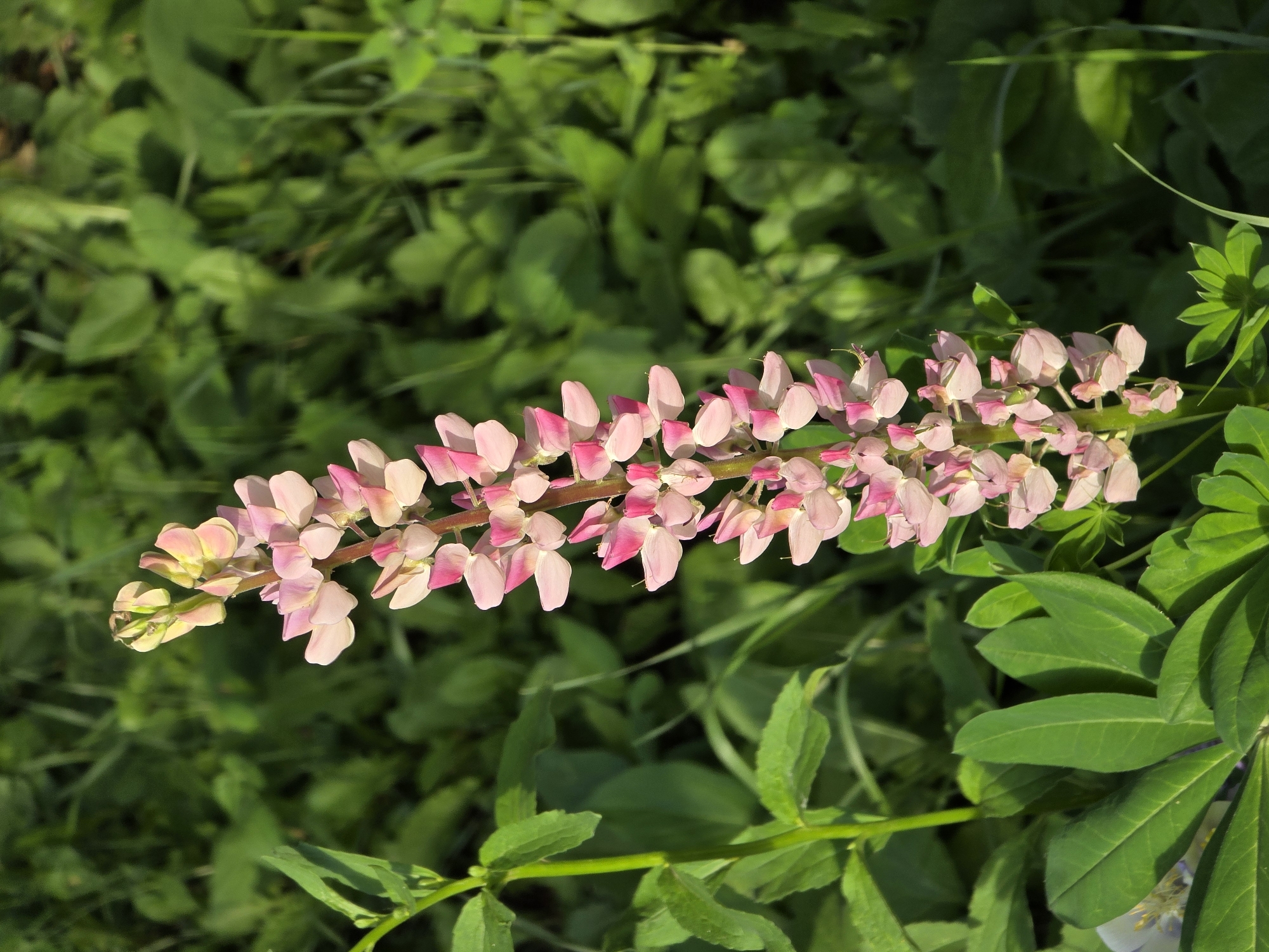 A tall, slender spike of pink and white lupine flowers is in sharp focus against a blurred background of green foliage. The flowers are densely packed along the stem, with the upper portion of the spike showing unopened buds. Some leaves of the lupine plant are visible at the bottom left, along with other green plants and grasses. The scene appears to be outdoors, possibly in a garden or a natural setting, with the lighting suggesting it is daytime. The provided context indicates this location is in Petrushenko, Russia.
