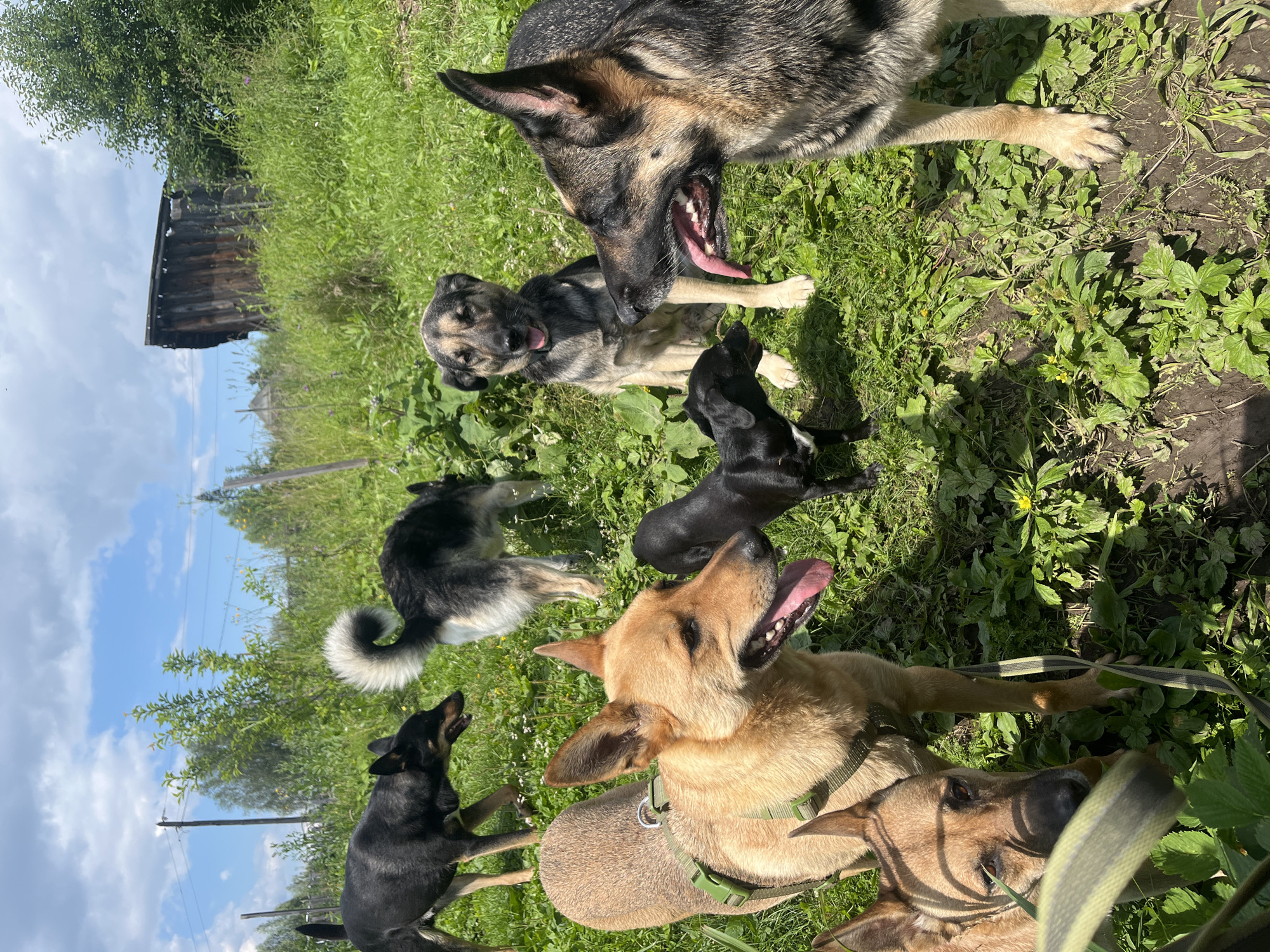 The image depicts a group of dogs in an outdoor, rural setting, likely in the city of Nizhny Tagil, Russia. The dogs, varying in size and breed, are gathered on a patch of grass surrounded by lush green vegetation. In the background, a dilapidated wooden structure, possibly a shed or an old house, stands against a backdrop of trees and a cloudy sky. The overall scene suggests a natural, possibly unkempt, environment.