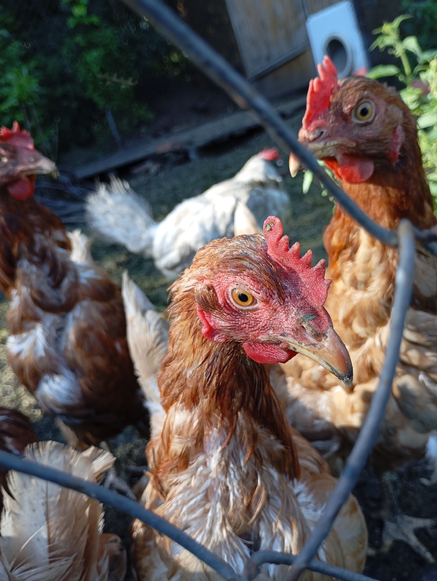 The image depicts several chickens in an outdoor environment, likely a rural setting. The foreground is dominated by the head and upper body of a brown and white chicken, with its eye visible and its beak slightly open. Behind it, another brown chicken is partially visible, and further in the background, a white chicken stands. The chickens are in an area with dirt or ground cover, and vegetation is present in the background, suggesting a farm or backyard. A wire fence is in the foreground, partially obscuring the view of the chickens. The image is taken in daylight, with sunlight casting shadows. The location mentioned, Malyi Bukor, Russia, provides a geographical context for this scene of domestic fowl.