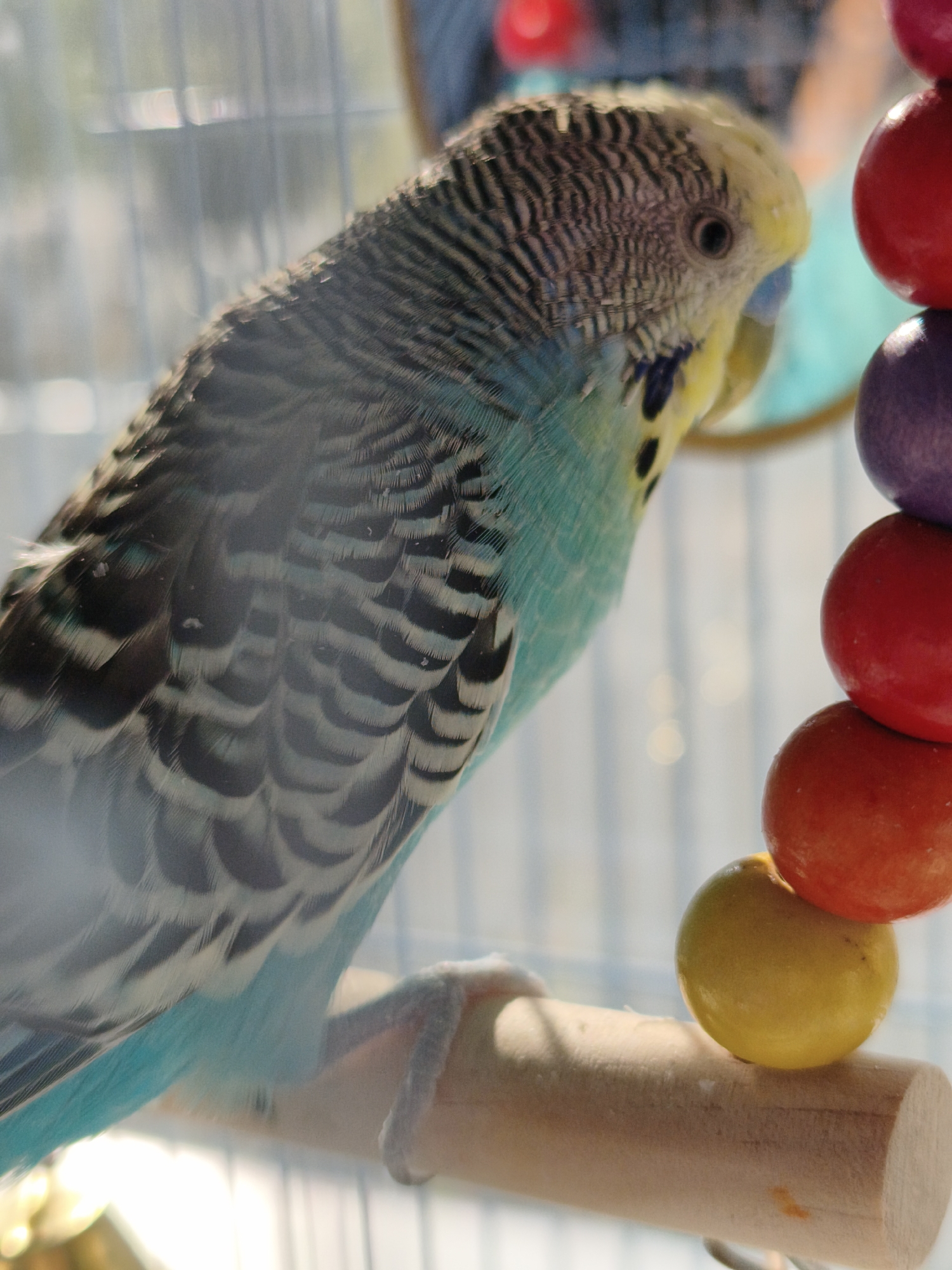 A budgerigar is perched on a wooden dowel in a cage. The bird is predominantly blue and yellow, with black and white striped markings on its head and wings. It is facing to the right, with its head slightly turned. In the background, there is a stack of colorful wooden beads, including red, purple, and yellow. The cage bars are visible, as is a blurred background suggesting an indoor environment. The image is a close-up shot, focusing on the bird and the perch. There is no information to suggest this image is located in Chaikovsky, Russia.