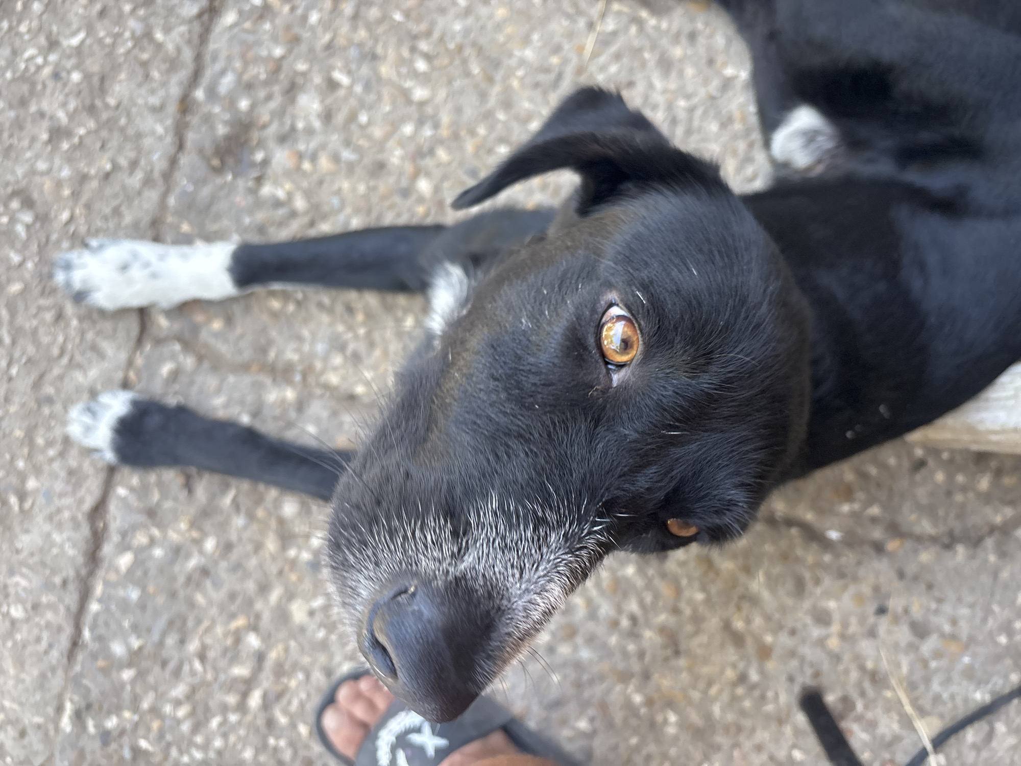 A black dog with white-tipped paws and a patch of white fur on its chest looks up from a concrete surface. The dog's nose is wet and shiny, and its amber eyes are wide and alert. The dog's head is tilted, and its ears are perked. A person's bare foot, wearing a black flip-flop with a white logo, is visible in the lower left corner of the frame. The scene appears to be outdoors in an urban or suburban setting, possibly in Campomarino, Italy, given the concrete paving and the presence of what could be a stone element in the foreground.
