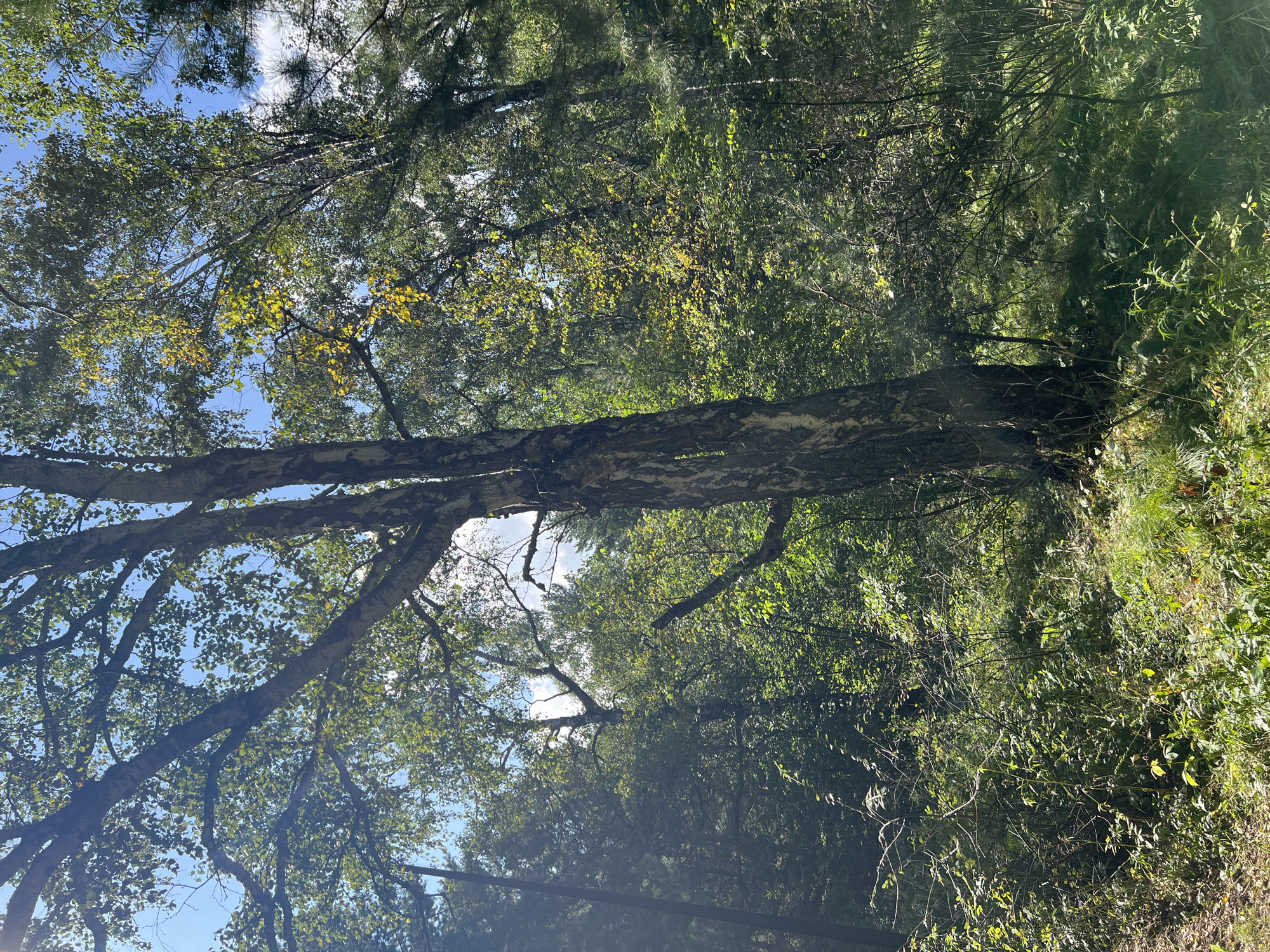 The image depicts a dense forest area with a prominent birch tree in the foreground. The tree has a textured, light-colored bark and branches reaching towards a bright, partly cloudy sky. Sunlight filters through the leaves, creating dappled light on the forest floor, which is covered with lush green grass and undergrowth. The background is filled with more trees, creating a sense of depth and immersion in nature. The scene suggests a natural woodland environment, possibly a park or nature reserve. Without specific visual cues, pinpointing the exact location within Krasnoyarsk, Russia is not possible based on the image alone.