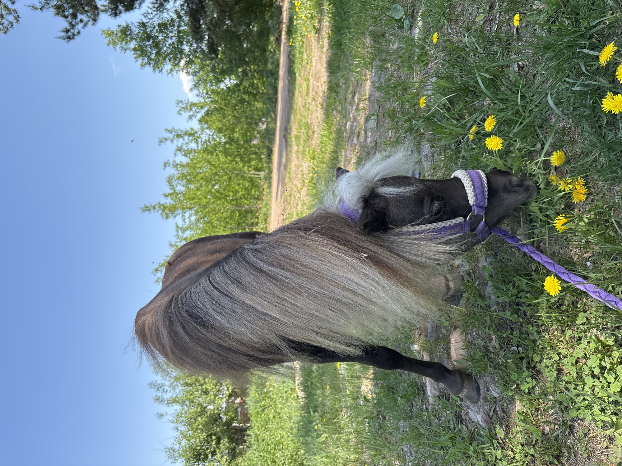 A brown and black pony with a white mane is grazing in a grassy field dotted with yellow dandelions. The pony is wearing a purple halter and lead rope. The environment includes trees and a dirt path, suggesting a rural or park-like setting. The sky is blue and clear. The location in the city of Русский Вожой, Russia, cannot be determined.