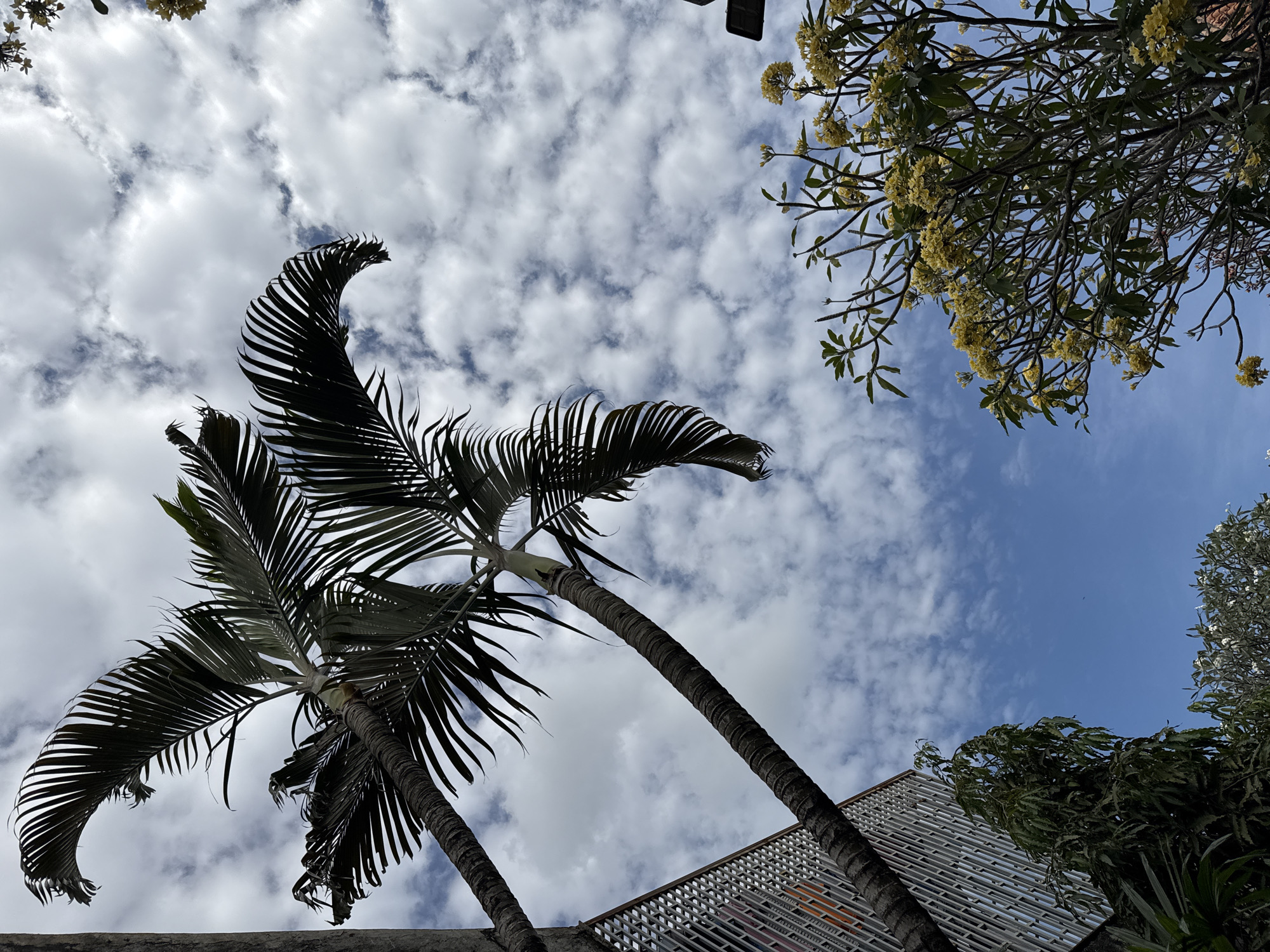 The image captures an upward view of palm trees against a cloudy blue sky, with a building facade visible to the left and flowering trees in the lower right quadrant. The palm fronds are dark and arching, silhouetted against the sky, with some detail visible in their structure. The building features a modern, metallic facade with geometric patterns. The flowering trees, possibly frangipani, display clusters of small yellow blossoms and green leaves. The scene is evocative of a tropical urban environment. The specific location in Denpasar, Indonesia, is suggested by the prevalent vegetation and architectural style. There are no people or animals visible in the image. The overall lighting suggests it is daytime, possibly late morning or early afternoon, given the contrast and brightness of the sky.