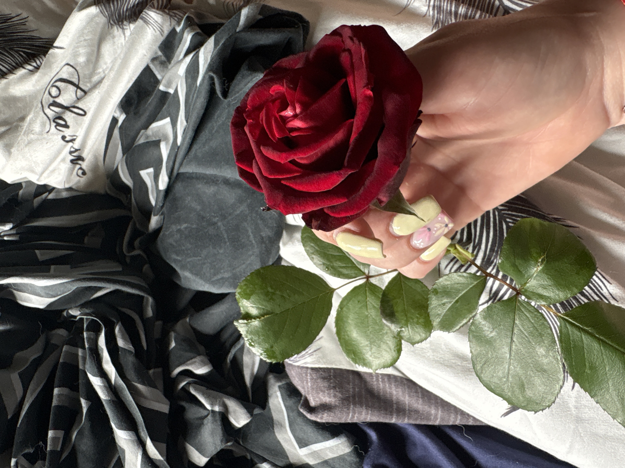 A close-up shot presents a dark red rose held in a hand, resting on a bed covered in patterned sheets. The rose is the focal point, displaying numerous petals densely arranged, while the stem and leaves are visible. The hand holding the rose has painted nails with a light yellow base and floral designs. The bed linens beneath are a mix of black and white striped patterns, along with solid gray and white sections. A section with the cursive word "Classie" is discernible on the sheets. The background is not identifiable enough to provide a city location.