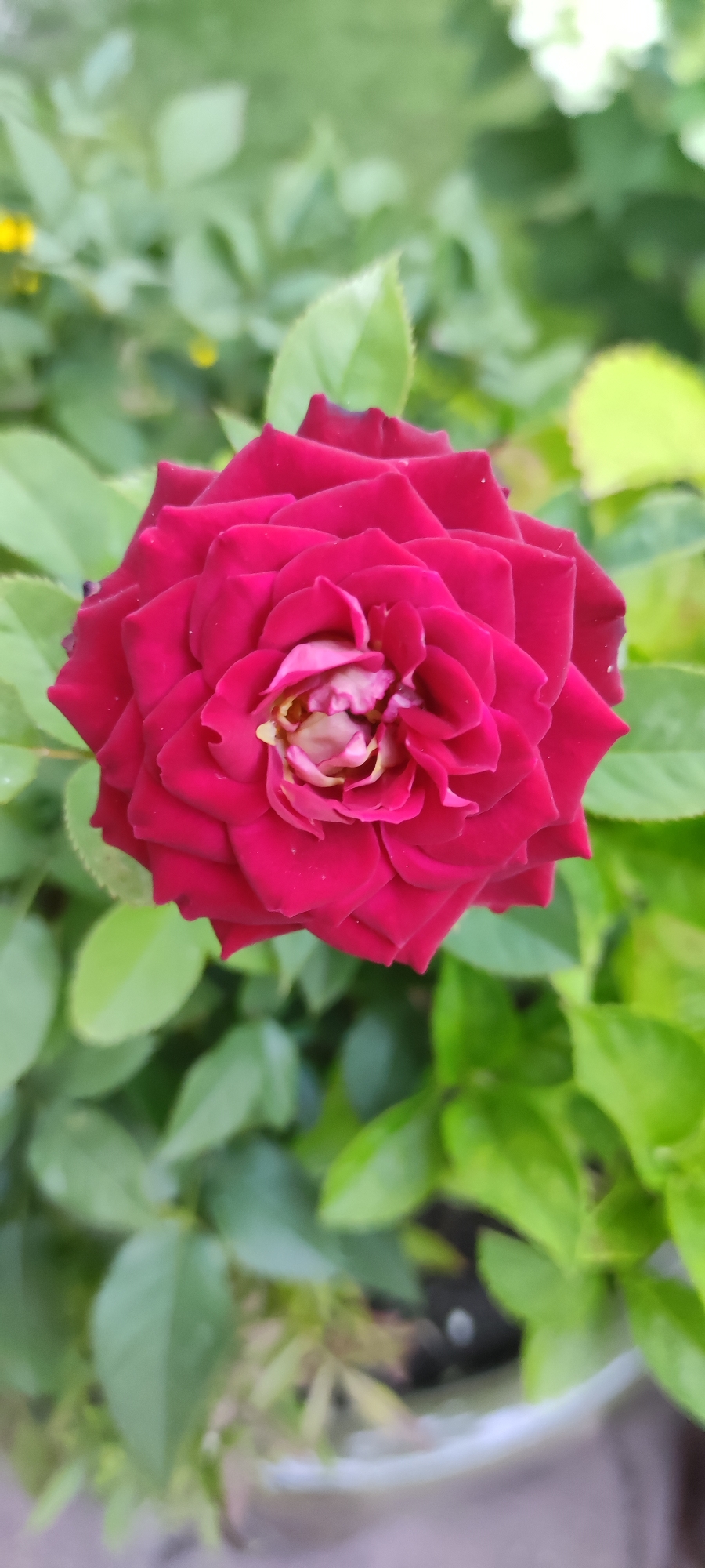 A single, deep red rose is in full bloom, centered in the frame. Its petals are tightly layered, creating a complex, velvety texture. The rose is surrounded by lush green foliage, some of which is slightly out of focus. In the background, hints of other plants and a white flower can be seen. The image appears to be taken outdoors in a garden setting. The scene is devoid of human presence. The overall impression is one of natural beauty and tranquility.