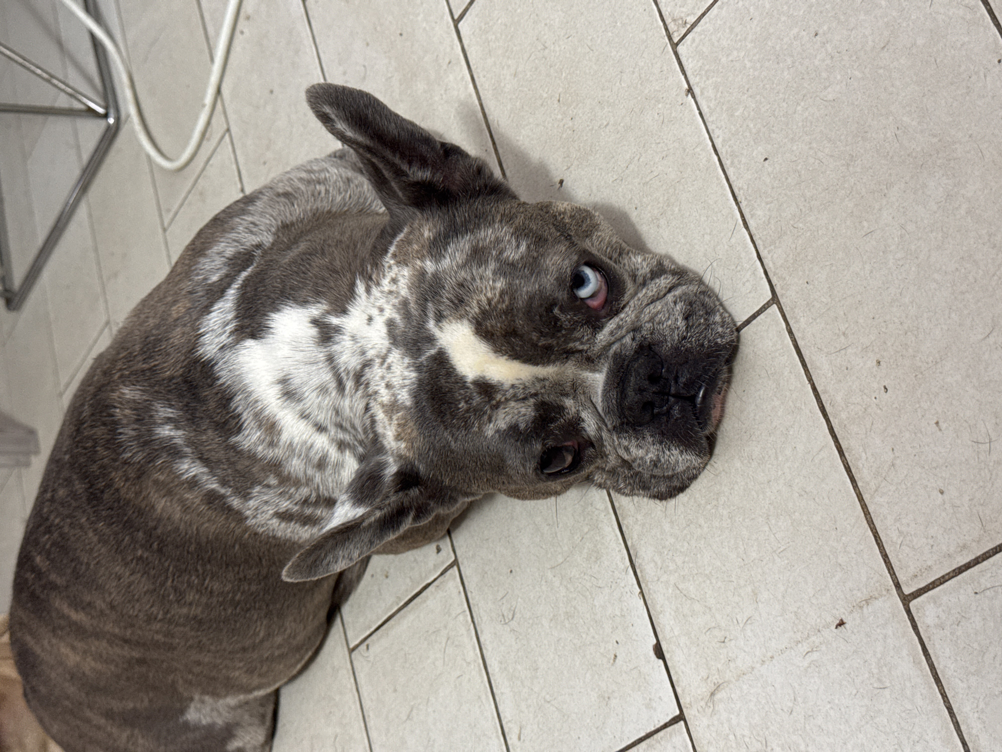 A blue merle French bulldog lies on a tiled floor in San Benedetto del Tronto, Italy. The dog's fur is a mix of gray and white patches. Its eyes are heterochromatic, with one blue and the other brown. The dog's head is resting on the floor, and its ears are perked up. The background shows a metallic chair frame and a white electrical cord. The floor is made of light-colored square tiles with dark grout lines.