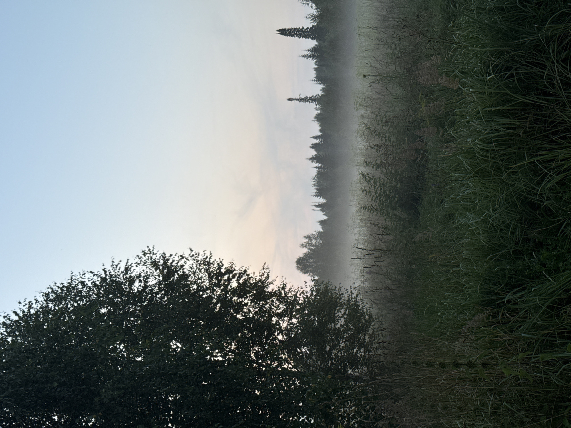 A wide shot captures a misty field at the edge of a forest, likely in Zasechnyi, Russia, during dawn or dusk. The sky is a pale gradient of blue and soft pink, with thin clouds. In the foreground, tall, dark green grass and reeds are densely packed, with some dry stalks interspersed. To the left, the dark silhouette of a large tree with dense foliage dominates the frame, its leaves appearing almost black against the sky.
Beyond the grassy field, a thick layer of mist hovers close to the ground, obscuring the lower portions of the trees in the middle ground. This forest line is a dark, undulating band of evergreen trees, punctuated by a few taller, distinct pine trees, some of which have unusual, spire-like tops. The mist creates a soft, diffused atmosphere, lending a sense of quiet and stillness to the scene. There are no people or animals visible, and no discernible structures. The environment is natural and undeveloped, suggesting a rural or wilderness setting.