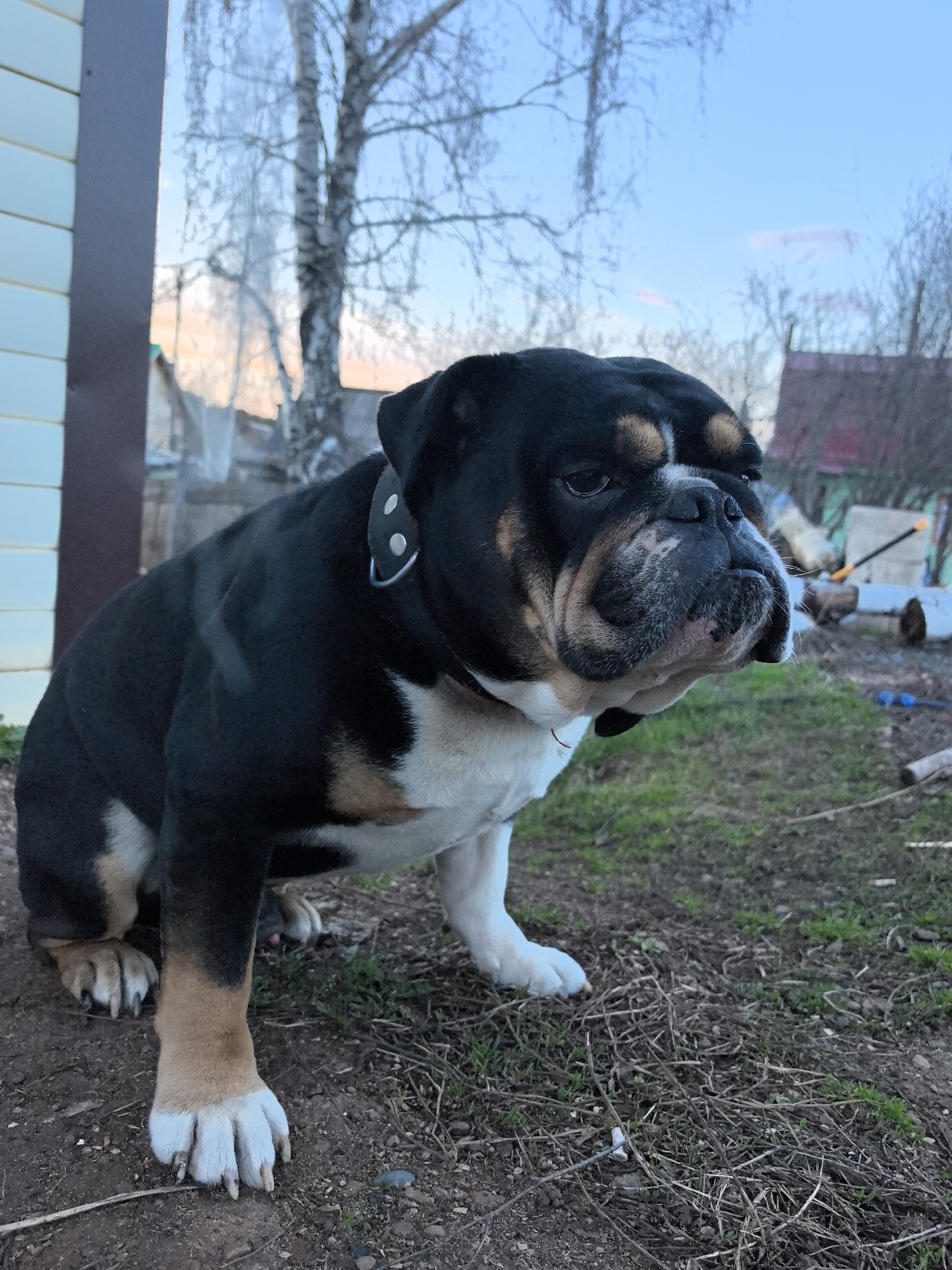 An English Bulldog, primarily black with distinct white and tan markings, is seated on the ground outdoors, looking towards the right side of the frame. The dog features a sturdy build and is wearing a black collar adorned with silver stud-like embellishments. Its face exhibits characteristic wrinkles and appears to hold a pensive or neutral expression.
The scene depicts a rural or semi-rural backyard setting in Noviy, Russia, likely during late winter or early spring given the bare branches of the trees. On the far left, a section of a light-colored building with vertical siding and a dark brown vertical trim is visible. In the background, a prominent bare tree, possibly a birch, stands against a soft blue sky that shows subtle hints of pink and orange near the horizon, suggesting either early morning or late afternoon light. Further into the distance on the right, a building with a reddish-brown roof is partially visible amongst more bare trees and brush. The ground beneath the dog is composed of dirt mixed with sparse dry grass and scattered twigs and debris. There is no visible text in the image.
