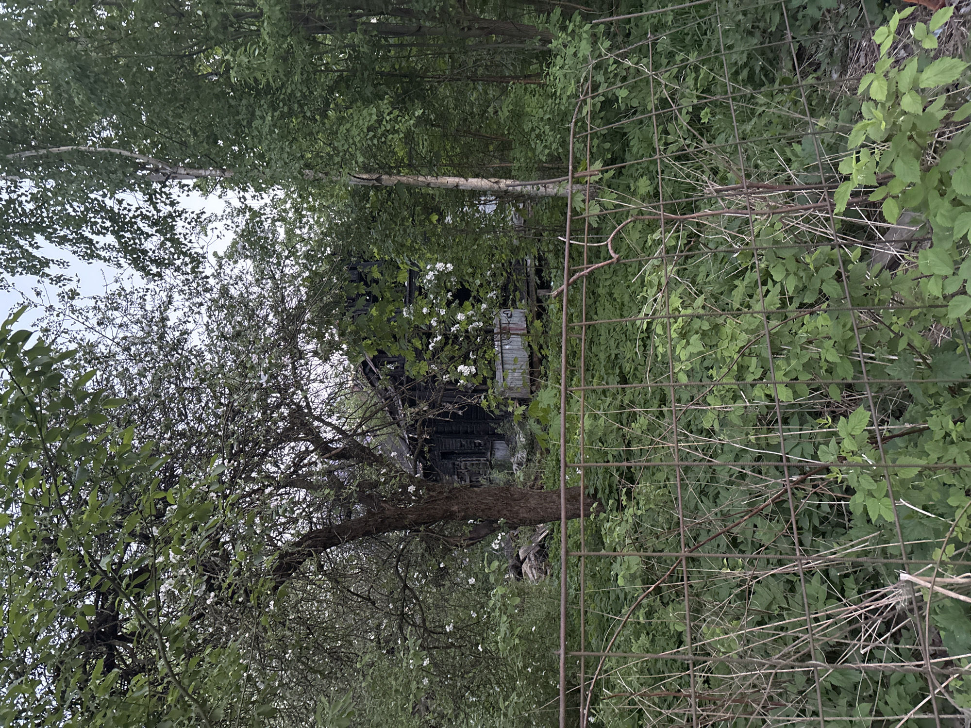 The image depicts a dilapidated structure overgrown with vegetation, likely an abandoned building or shed. A metal fence is prominent in the foreground, partially obscured by foliage. Trees and foliage dominate the landscape. Based on the description of the location, it is likely a rural or semi-rural area within or on the outskirts of Saint Petersburg, Russia, possibly an abandoned settlement or neglected part of the city's surrounding area. There is no visible human activity.
