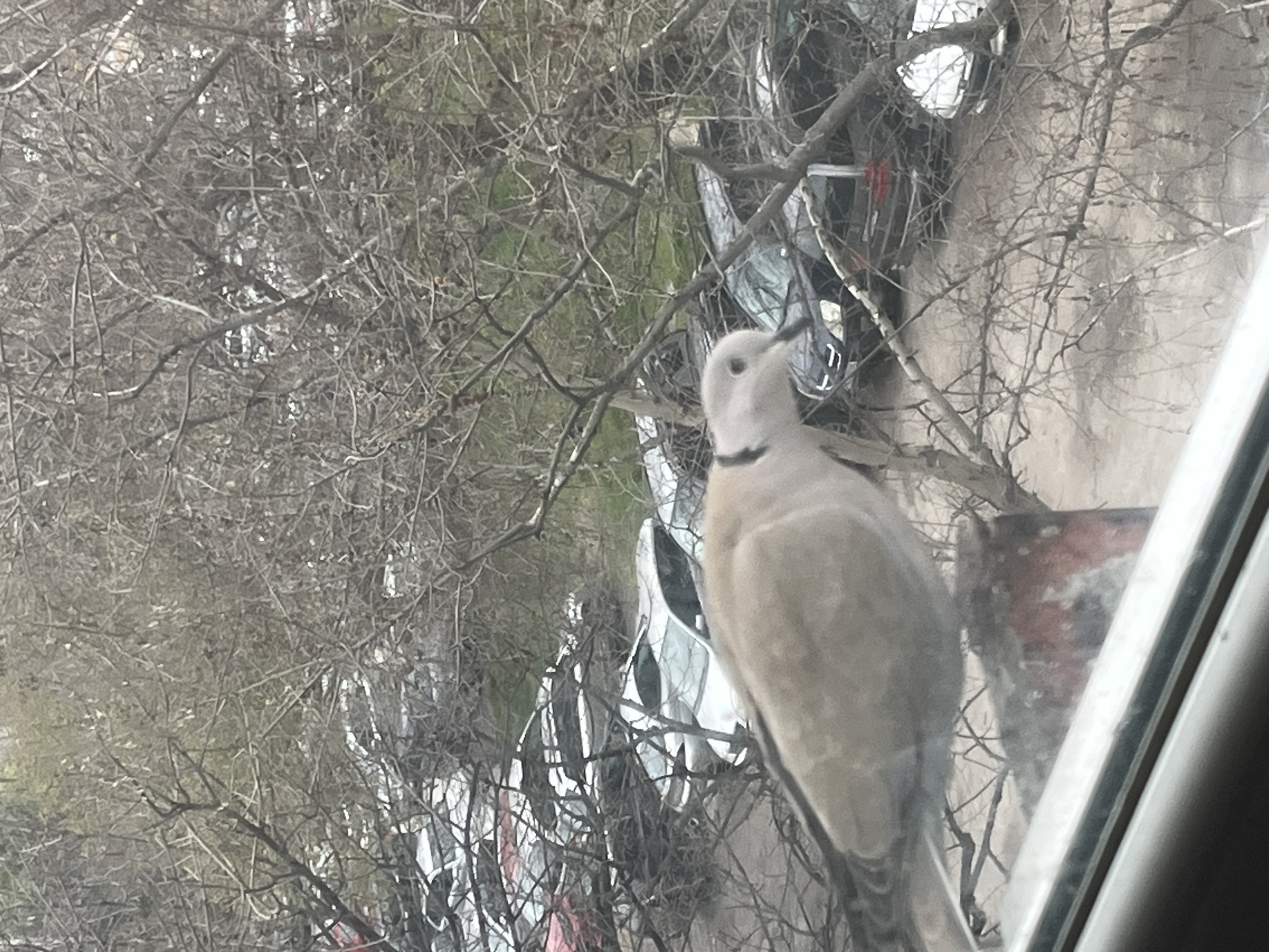 A Eurasian collared dove is perched on an object close to a window, with bare branches and parked cars visible outside. The location is Plovdiv, Bulgaria. The specific street or neighborhood within Plovdiv cannot be determined from the image. The dove has grey feathers and a black collar around its neck. The branches suggest it's either late autumn, winter, or early spring.