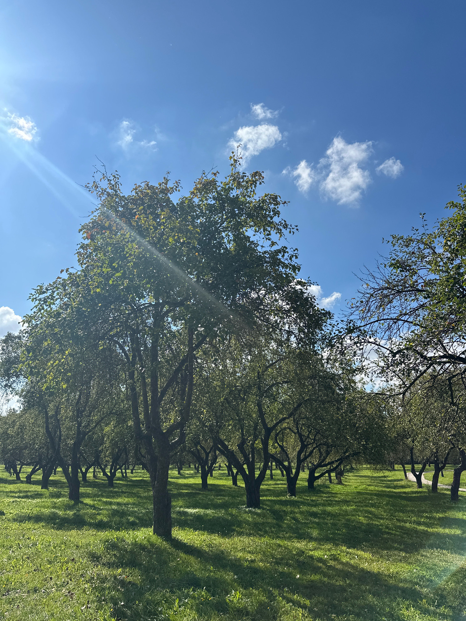 An orchard with rows of mature apple trees under a bright blue sky with scattered white clouds. Sunbeams filter through the leaves of the trees, creating dappled light on the lush green grass. The trees are bare of fruit, suggesting it may be late summer or early autumn. The scene is serene and peaceful, evoking a sense of nature and tranquility. The location is identified as a park in Minsk, Belarus.