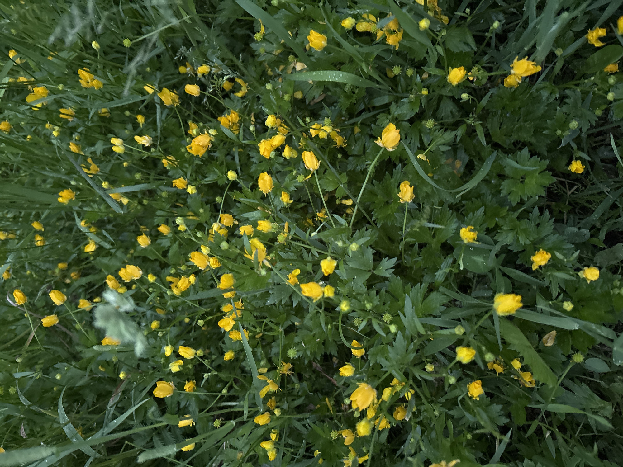 A dense patch of green vegetation, primarily consisting of grass-like blades and broad, lobed leaves, is densely populated with numerous small, bright yellow flowers. These flowers are mostly in a cupped or partially closed state, characteristic of buttercups (Ranunculus species), with some appearing as buds. Many leaves and flower petals bear visible water droplets, suggesting recent precipitation or morning dew. The lighting is soft and diffused, indicating an overcast sky or shaded environment, with no harsh shadows present. The image provides a close-up, overhead perspective of this ground-level flora. No identifiable landmarks, architectural features, or unique geographical elements are present within the frame to determine a specific location within Saint Petersburg, Russia.