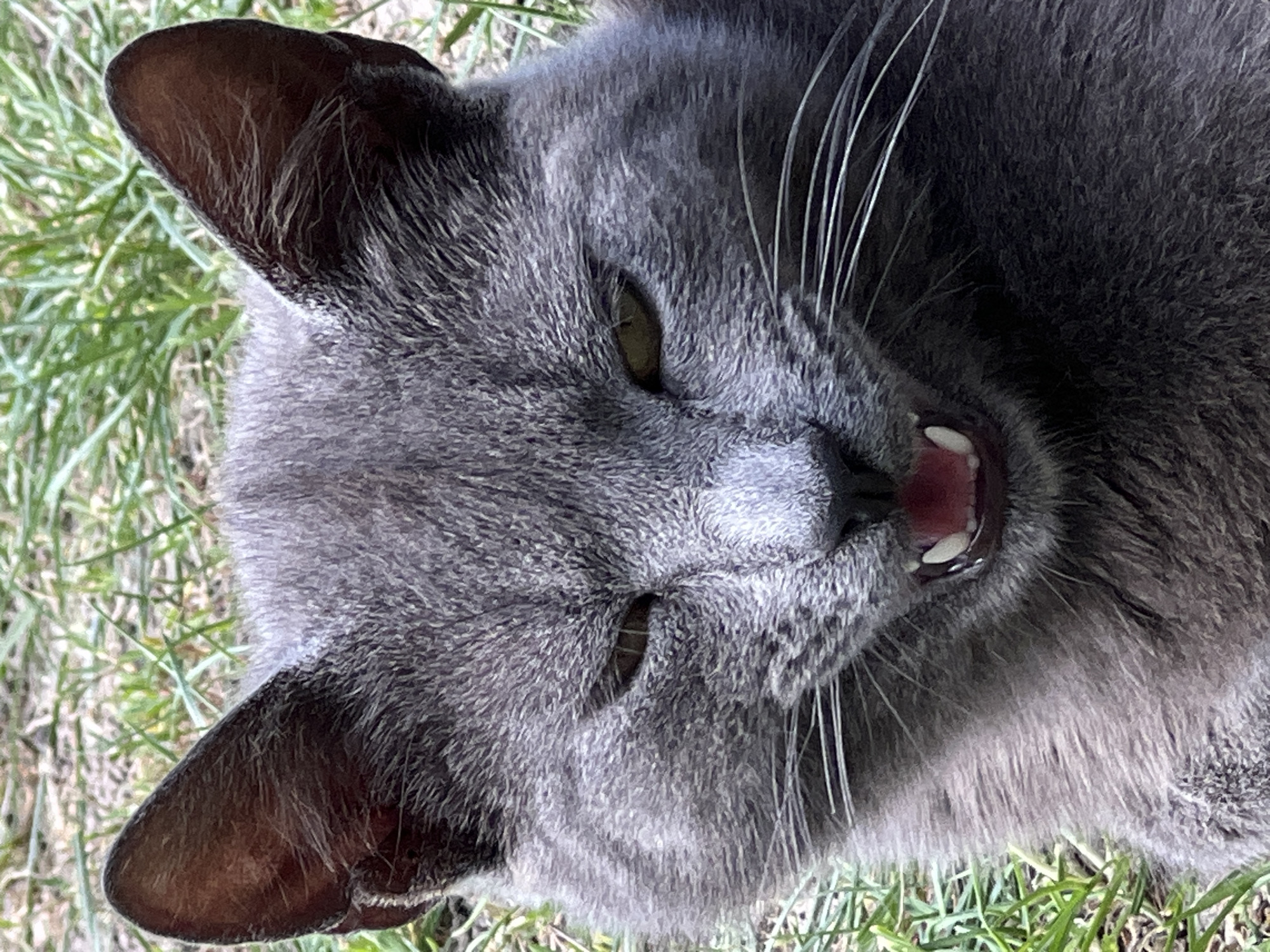 A close-up, high-angle, color photograph depicts a gray cat lying on its side in a grassy area. The cat's head is prominent, with its ears perked. The cat's mouth is slightly open, revealing its teeth. Its whiskers are visible. The background is blurred green grass. The image was likely taken outdoors during daylight. There is no information in the image that confirms this was taken in the city of Vertelka, Ukraine.