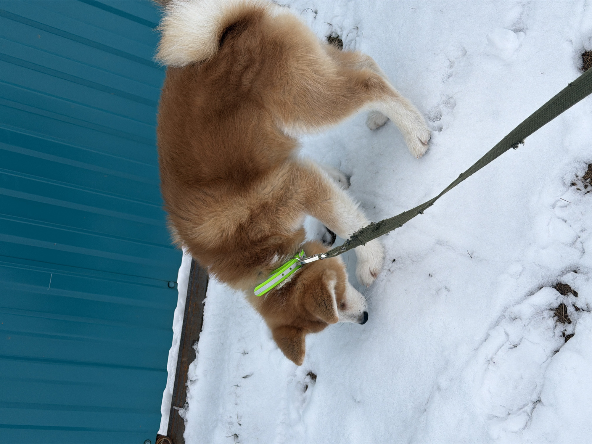 A tan and white Akita breed dog is pictured in a snow-covered outdoor area in Chaikovsky, Russia. The dog is on a green leash attached to a bright green collar. A blue corrugated metal structure is in the background, partially obscured by snow. The scene shows the tail of the dog as being curled up near its body. The dog appears to be exploring the snow.