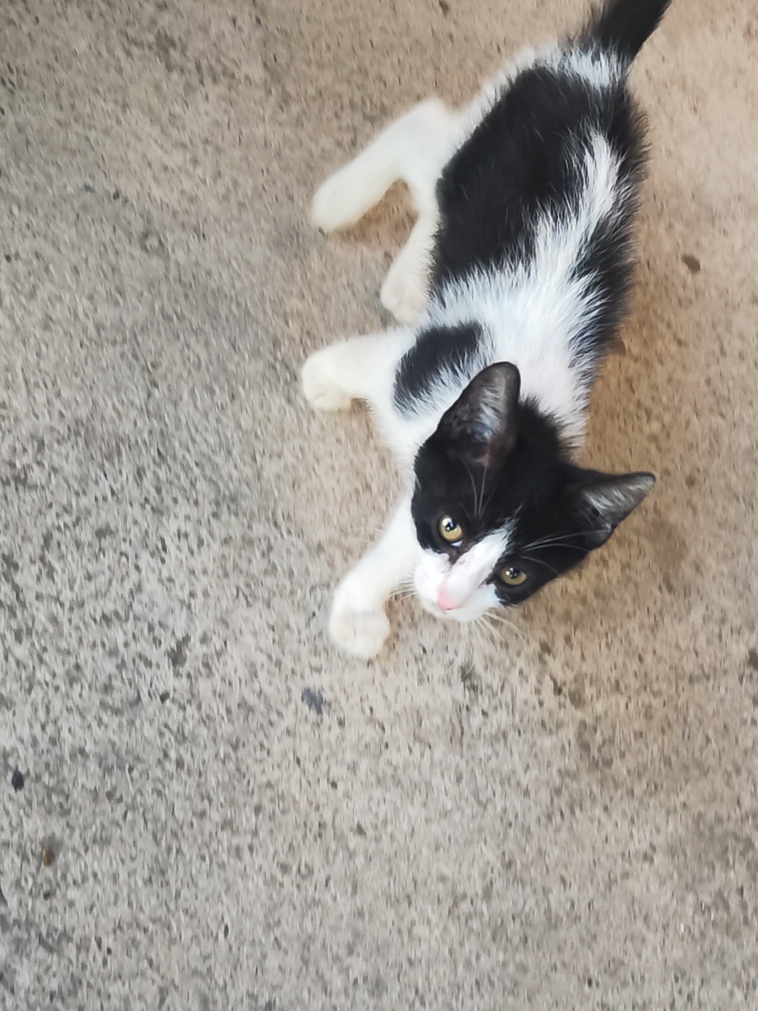 A black and white kitten is lying on a concrete surface. The kitten is facing upwards and looking towards the camera. Its eyes are yellow and it has a pink nose. The concrete surface appears to be outdoors, possibly in a yard or alleyway. The image does not provide specific details to determine the exact location within Indjija Municipality, Serbia.