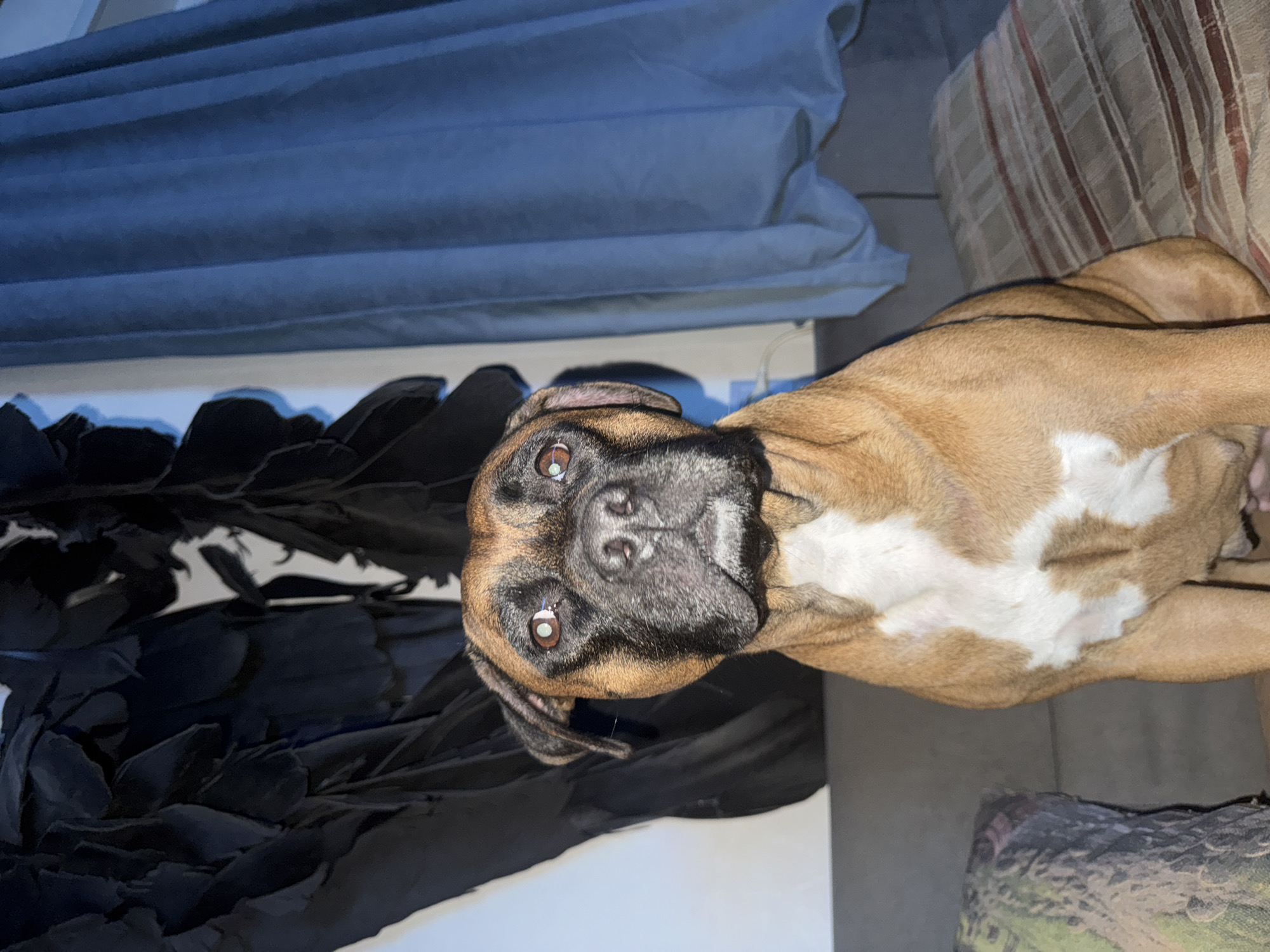 A fawn-colored boxer dog with a white chest is lying on a striped couch, looking up at the camera. The dog's face has a dark mask, typical of the breed. A folded blue blanket is visible in the background. Also, a black feathery garment is to the left of the dog. The setting appears to be indoors. There is no indication of this image being from Chaikovsky, Russia.