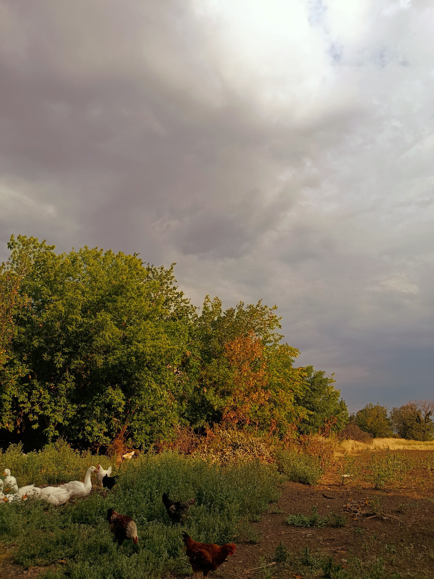 In a rural landscape near Lotskyne, Ukraine, a flock of white geese and several chickens are gathered in a grassy area adjacent to a dense line of trees. The trees, predominantly green with some autumnal yellow and orange foliage, form a natural backdrop to the scene. The ground is uneven, with patches of dark soil and dry vegetation. The sky above is dramatic, filled with heavy, grey clouds that suggest an impending storm, contrasting with the warm, golden light illuminating the lower portion of the image. The overall impression is one of a farmstead or rural dwelling, with domesticated fowl in a natural outdoor setting under a moody sky.