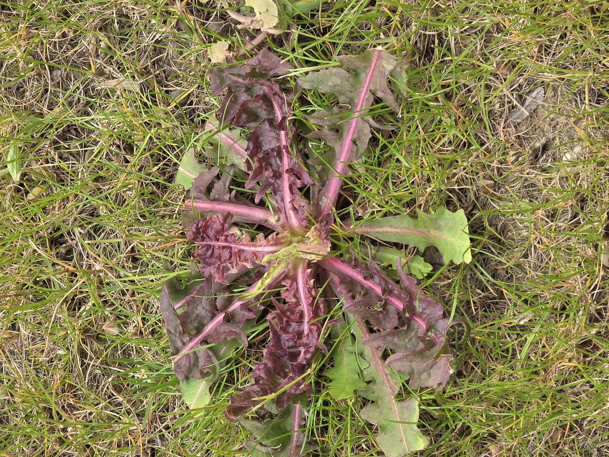 A close-up shot shows a cluster of red-tinged dandelion leaves growing amidst a patch of green grass. The dandelion's leaves radiate outward from a central point, displaying both green and deep red hues. The surrounding grass is a mixture of healthy green blades and some dry, brownish ones. A patch of bare soil is visible nearby. It is impossible to determine the location of the image in Plovdiv, Bulgaria, or any people, subjects, objects, actions, interactions, or additional environmental details without further information.
