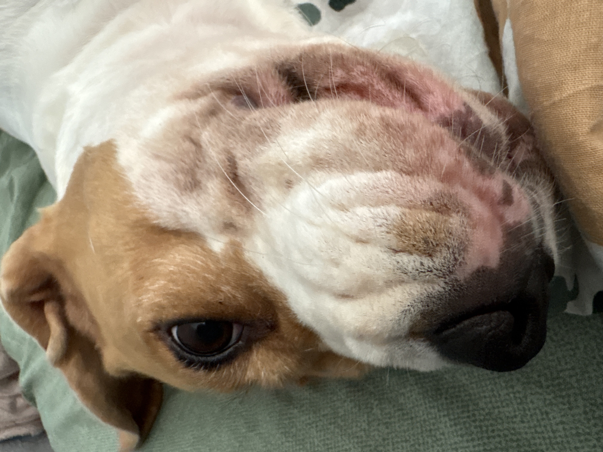 A close-up, upside-down view of a dog's face. The dog has brown and white fur, and a black nose. One brown eye is visible. The background is blurry and consists of green and white fabric. The location of the photo is not discernible in the image.