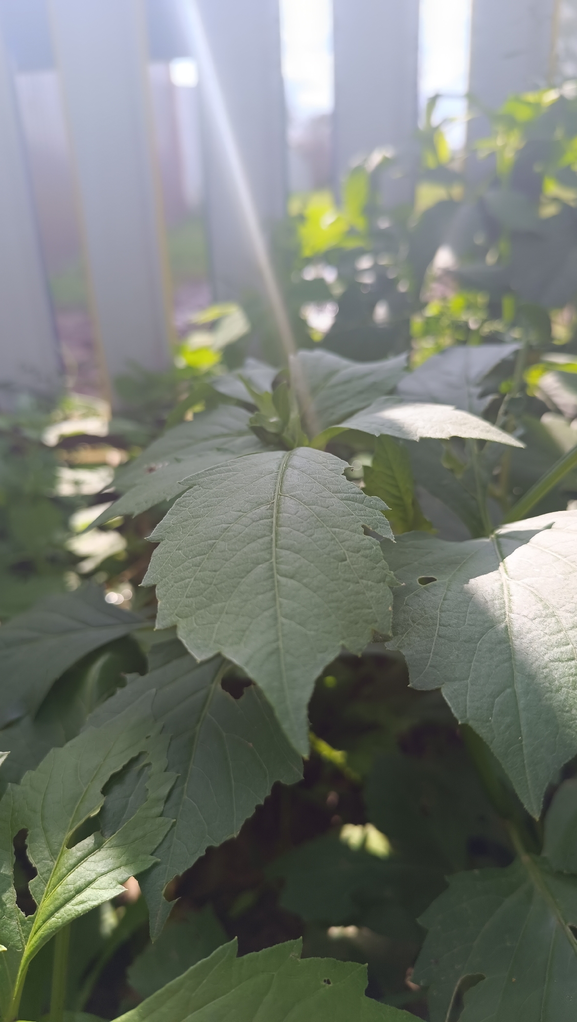 The image shows a close-up of green foliage in soft focus. The leaves are broad and serrated, with visible veins. Sunlight streams through the leaves, creating bright highlights and casting shadows. In the background, out of focus, are vertical structures that appear to be fence posts or pickets, and possibly some buildings. The overall impression is of a sunny day in a garden or natural setting. The location in Karsha, Russia, is not visually evident from the image itself.