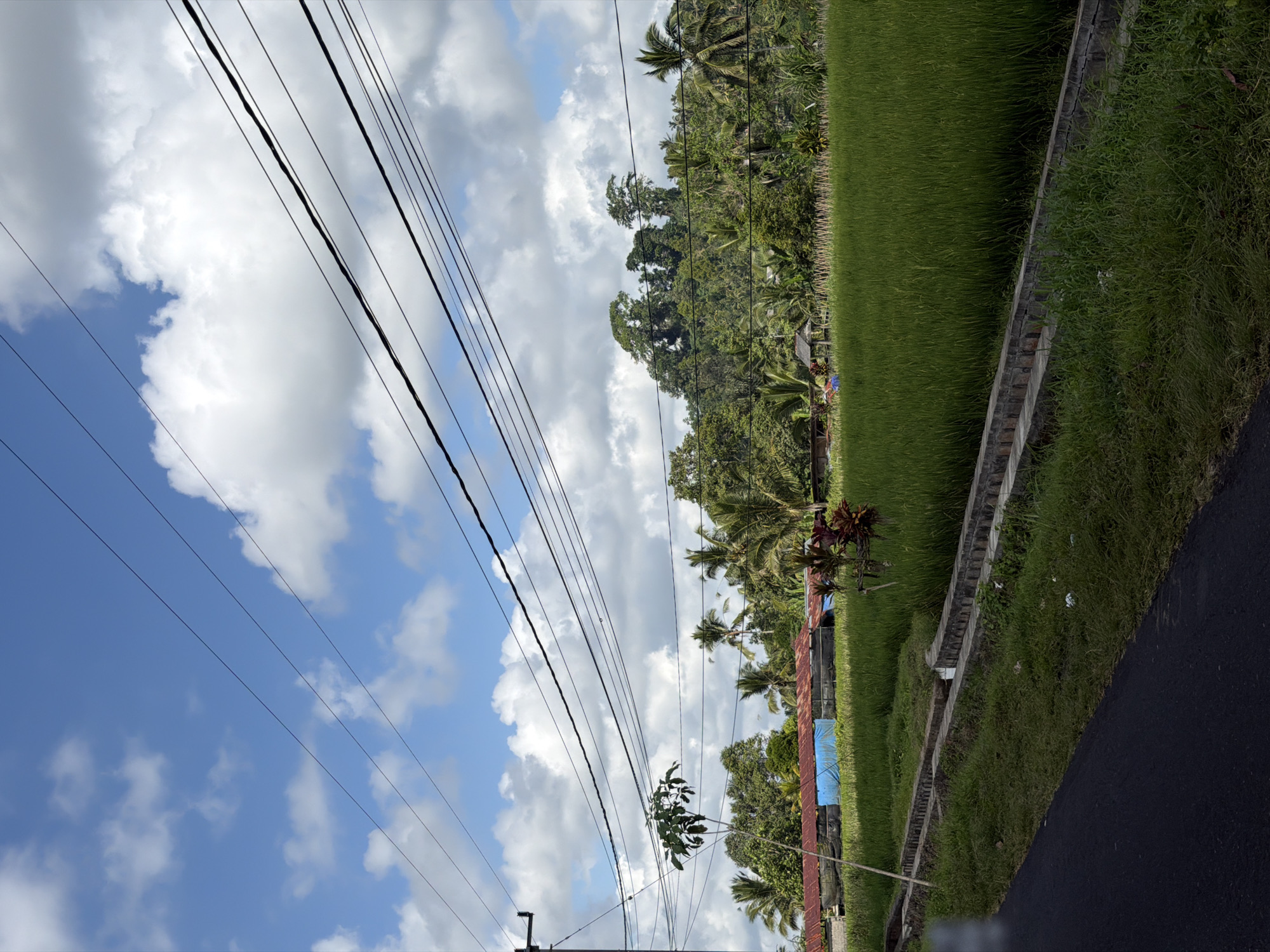 The image depicts a rural landscape in Petang, Indonesia, under a partly cloudy blue sky. In the foreground, a dark asphalt road runs diagonally from the bottom left corner upwards. To the right of the road is a grassy verge with a concrete drainage channel running parallel to it. Beyond the verge, a lush green rice paddy stretches horizontally across the midground.
In the background, a series of buildings with red corrugated roofs and blue tarpaulin coverings are visible, nestled among dense green foliage. Towering palm trees and other tropical vegetation fill the space behind the buildings. Further in the distance, a verdant, tree-covered hill rises against the sky. A network of power lines crisscrosses the upper portion of the image, obscuring parts of the sky and the distant landscape. There are no people or animals clearly visible in the scene. The overall impression is one of a tranquil, agricultural environment.