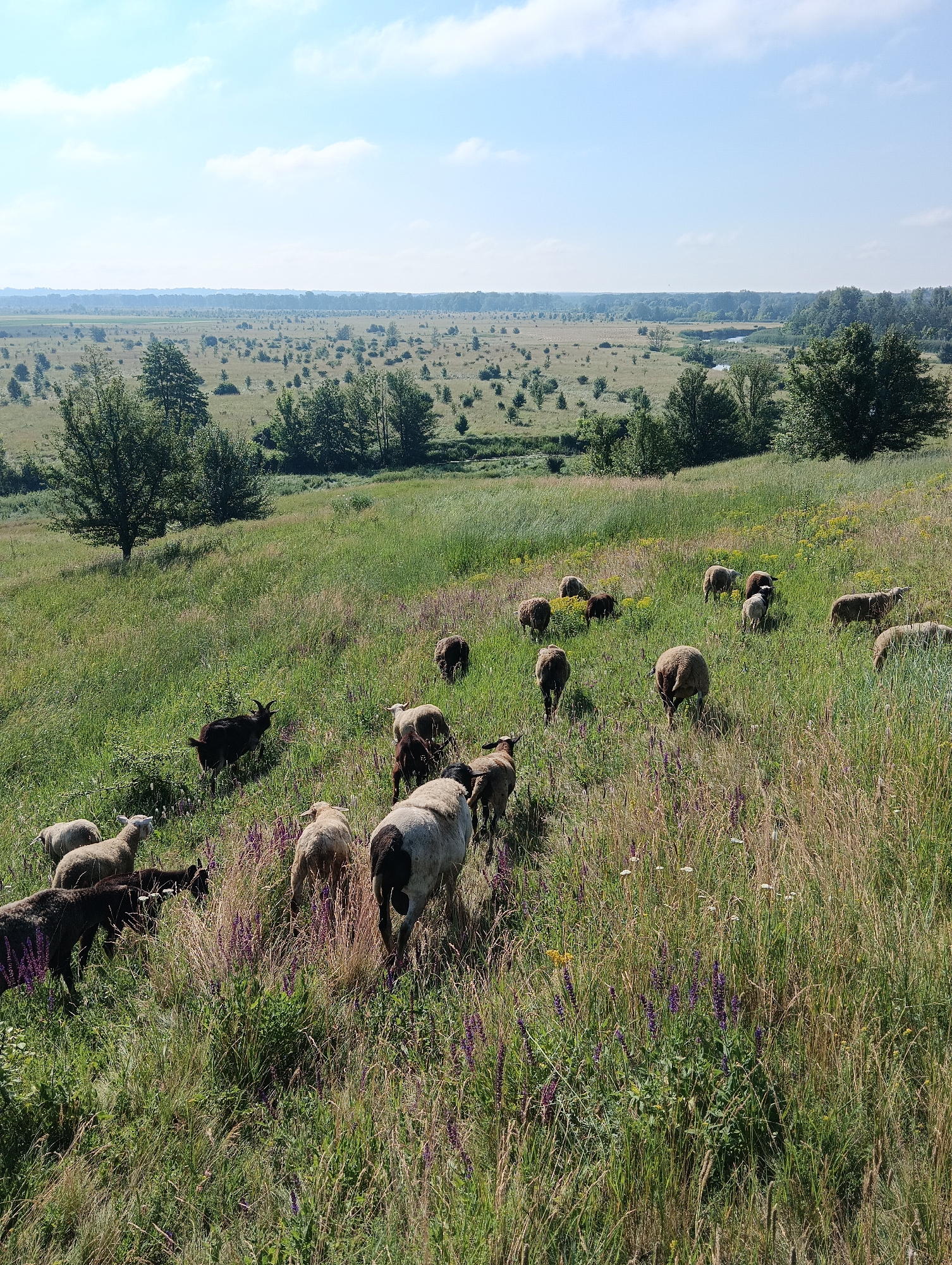 A flock of sheep grazes in a grassy, undulating field under a clear blue sky dotted with white clouds. The landscape stretches into the distance, featuring scattered trees and a winding river. The foreground is dominated by tall, green grass and scattered purple wildflowers. A black goat stands out among the flock of white and brown sheep. The scene appears tranquil and natural.