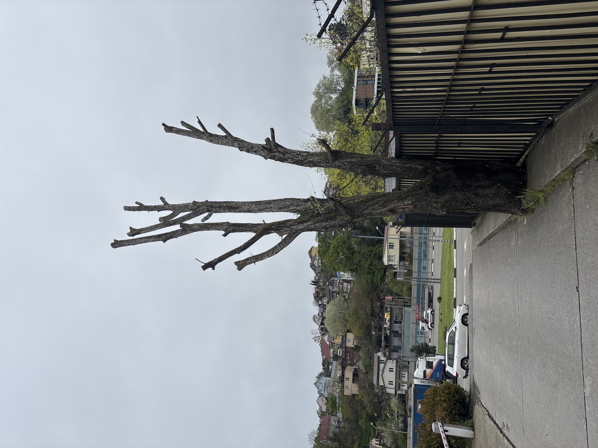 A street scene in Sochi, Russia, features a stark contrast between nature and urban elements. In the foreground, a bare tree with truncated branches stands adjacent to a concrete wall and a metal fence. Beyond the fence, the image reveals a road with parked cars. The backdrop consists of a hillside densely populated with buildings and foliage. The sky is overcast, suggesting a gray day.