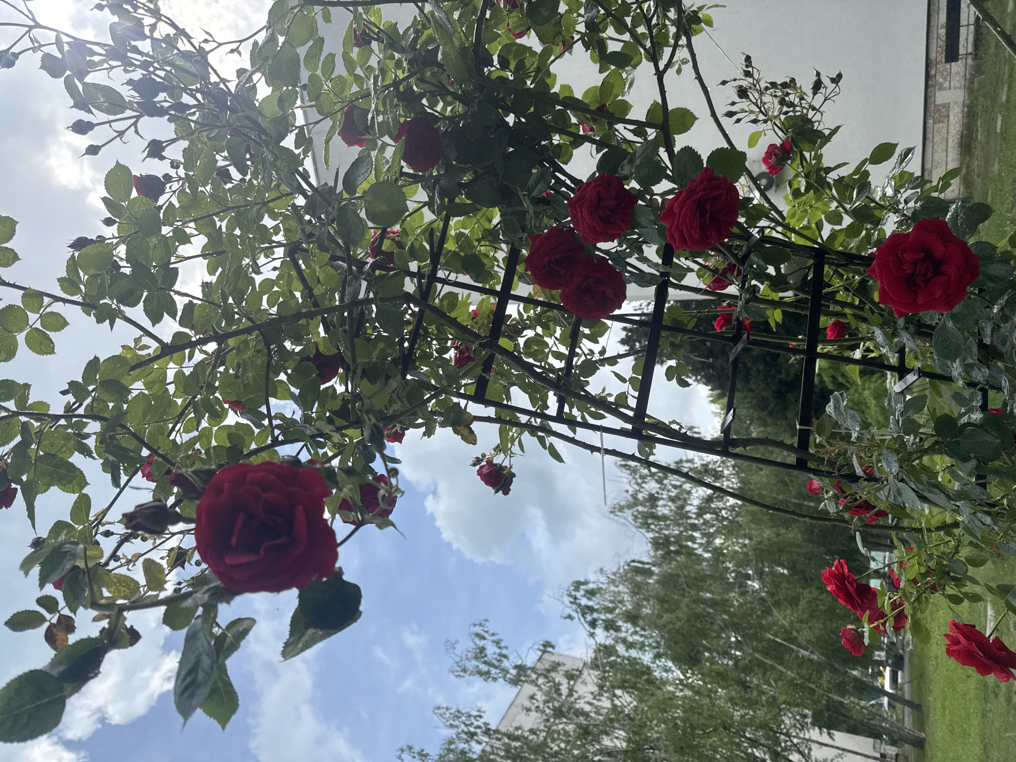 The image shows a rose trellis with red roses in bloom against a backdrop of sky, clouds, trees, and buildings. The trellis is constructed of dark metal, and the roses are abundant, appearing on the trellis and along the ground. The leaves of the roses are green, and some appear wet. The sky is light blue with scattered white clouds. In the background, there are trees and parts of buildings, suggesting a residential area. Given the request for the location in the city of Varna, Bulgaria, the scene is most likely in a public garden or park.