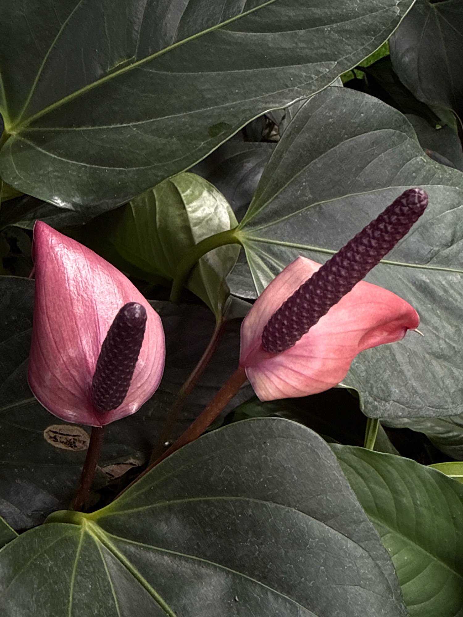 The image shows two pink anthurium flowers with dark purple spadices nestled amongst large, dark green leaves. One flower is on the left, facing left, and the other is on the right, facing slightly upwards and to the right. The leaves are broad and have prominent veins. The overall lighting is dim, suggesting an indoor or shaded outdoor environment. There are no people visible in the image. The location is identified as Hiệp Thạnh, Vietnam.