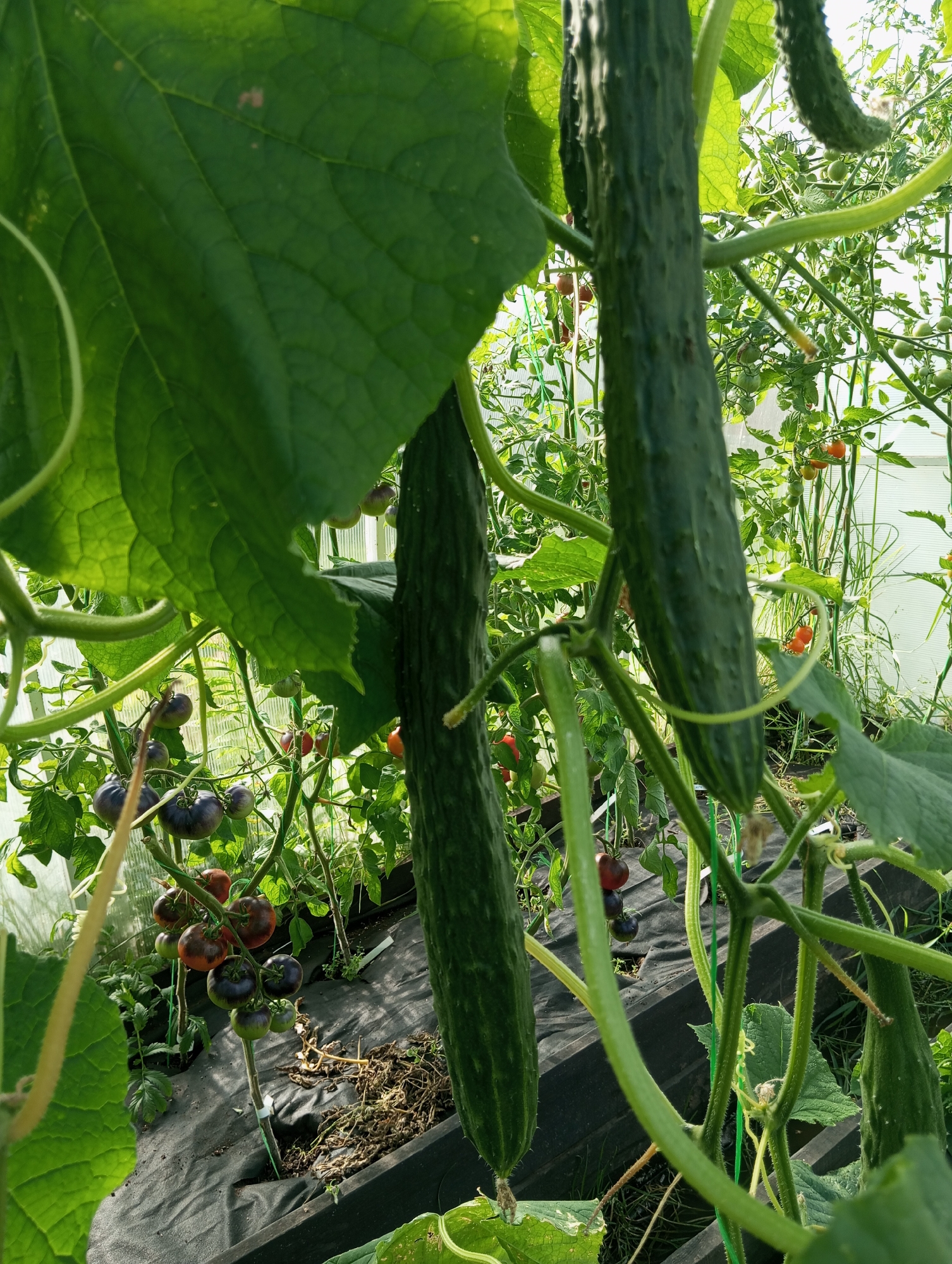 An outdoor, close-up shot shows two long, bumpy green cucumbers hanging from vines in a greenhouse. The cucumbers are dark green and have a textured surface with small bumps. One cucumber hangs prominently in the foreground on the left side of the image, while another is visible further back on the right. The vines are a vibrant green, with tendrils curling around the stems. Large, textured green leaves from the cucumber plants fill the upper left portion of the frame, obscuring some of the background. In the background, a cluster of cherry tomatoes, in various stages of ripeness from green to deep purple and red, are visible on a vine. The tomatoes appear to be growing on a separate plant from the cucumbers. The plants are growing in raised beds covered with black fabric, and the ground beneath appears to be soil and dried plant debris. The overall environment suggests a productive garden setting, likely a greenhouse or a sheltered outdoor growing area, under natural daylight conditions.