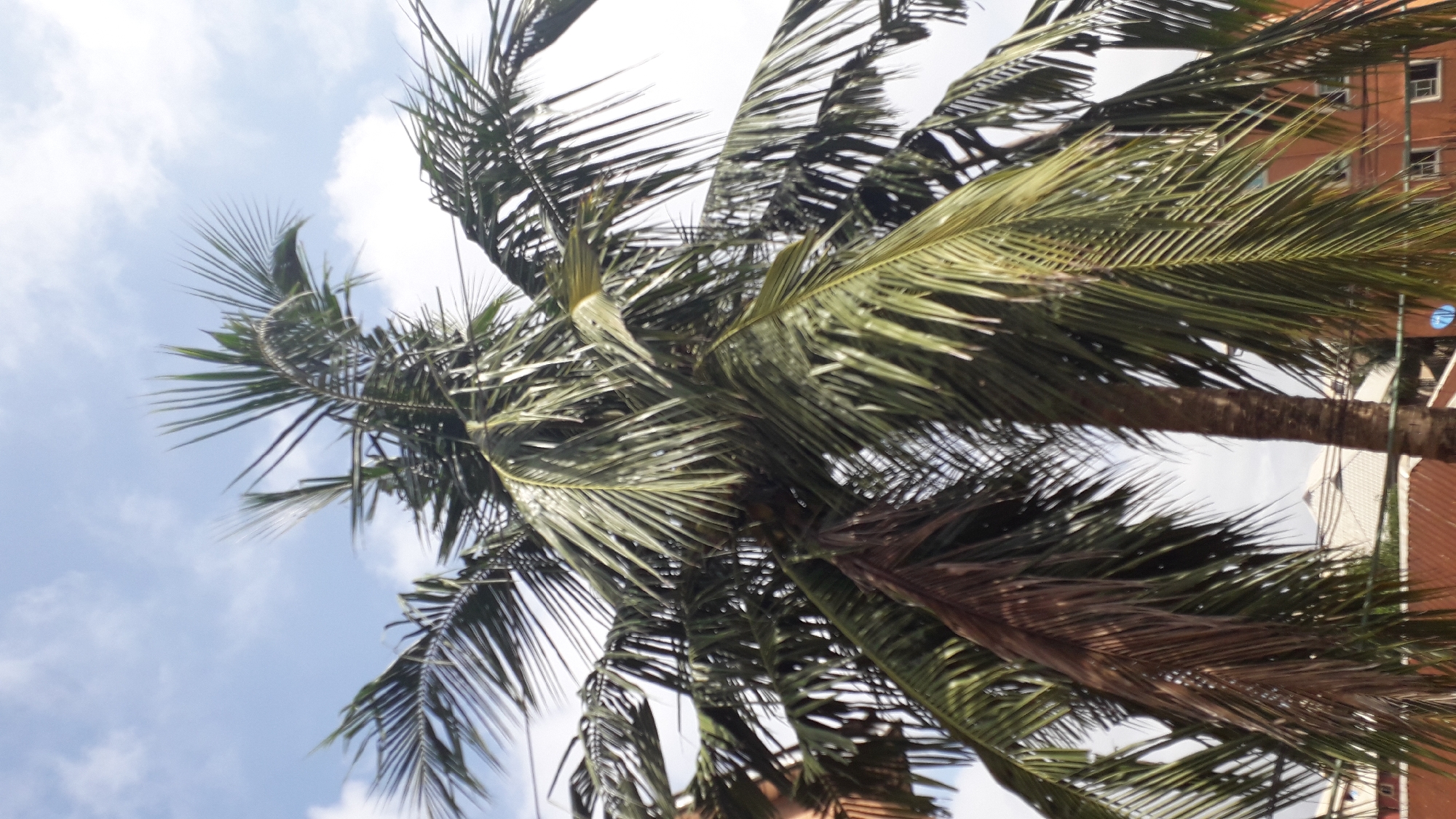 The image shows a close-up view of palm fronds against a bright sky with some clouds. The fronds are lush and green, with some appearing slightly drier and brown. The perspective is looking upwards, suggesting the viewer is standing beneath the palm trees. In the background, a portion of an orange building with windows is visible, along with some electrical wires. The overall impression is one of a sunny day, likely in a tropical or subtropical location like Nkpor, Nigeria. The sunlight filtering through the leaves creates a dappled effect. No people or specific activities are depicted, and there is no visible text.