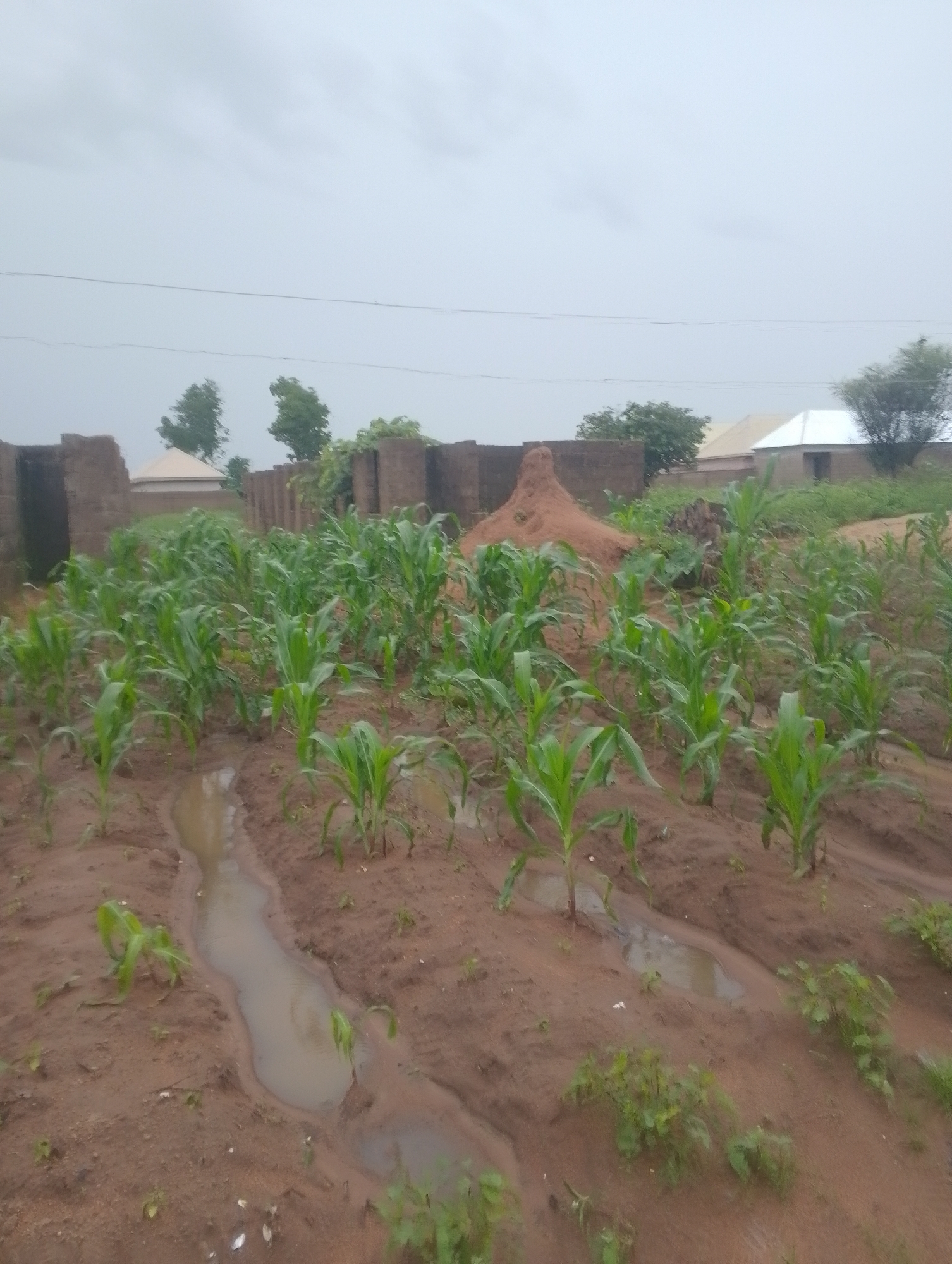A medium shot captures a patch of young corn plants in a rural setting. The plants are green and upright, with some puddles of water in the muddy soil between them. In the background, there are a few simple structures that appear to be houses, with brick walls and light-colored roofs. A pile of reddish-brown soil is visible near one of the structures. The sky is overcast and a pale gray. There are no people or animals visible in the frame.