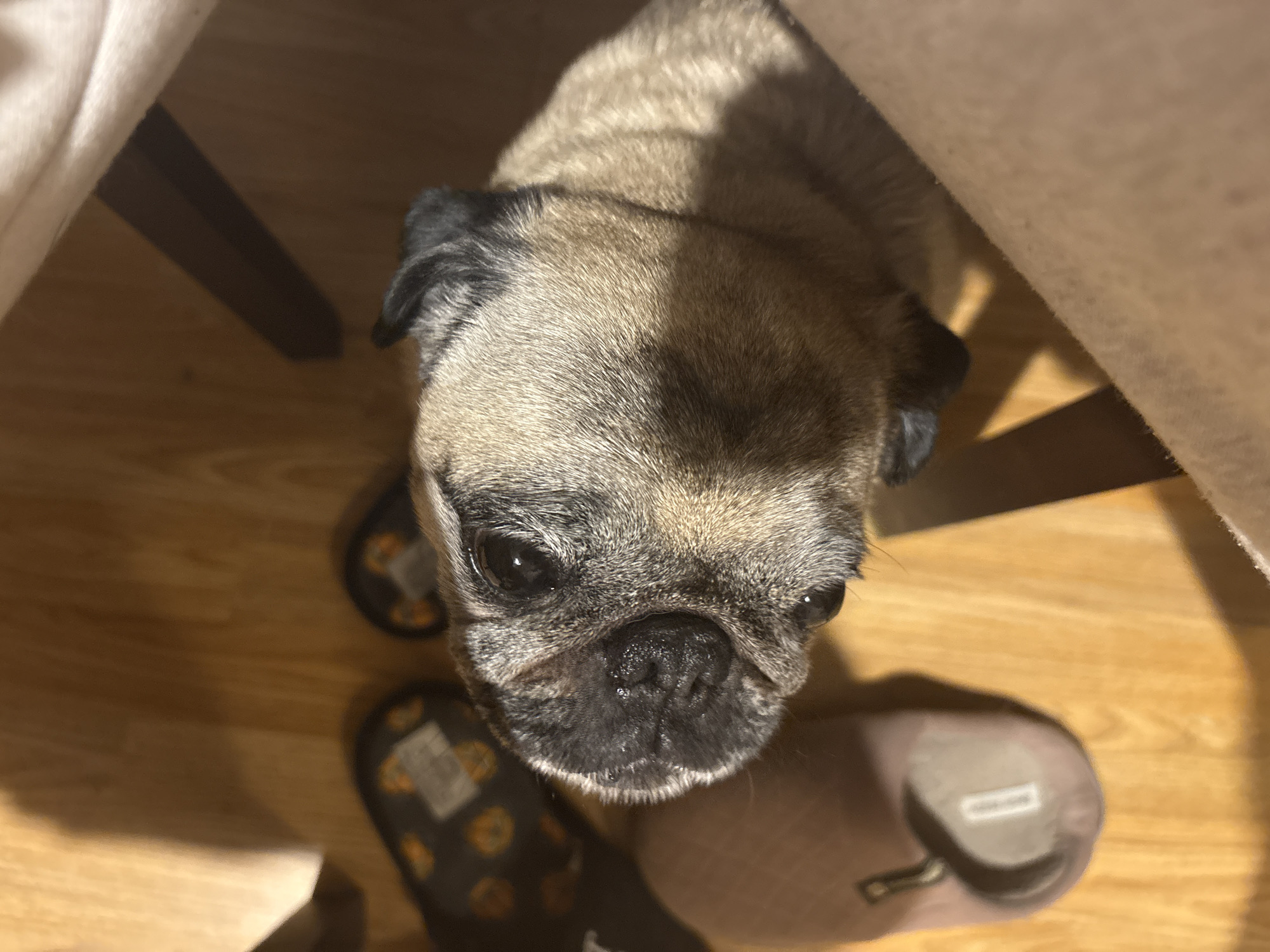 The image shows a fawn pug looking up at the camera. The pug is positioned on a wooden floor near two pairs of slippers. One pair is dark with a pattern of orange pumpkins, while the other is pink. Part of a table or chair leg is visible on the left, and a light-colored cloth or curtain is on the right.